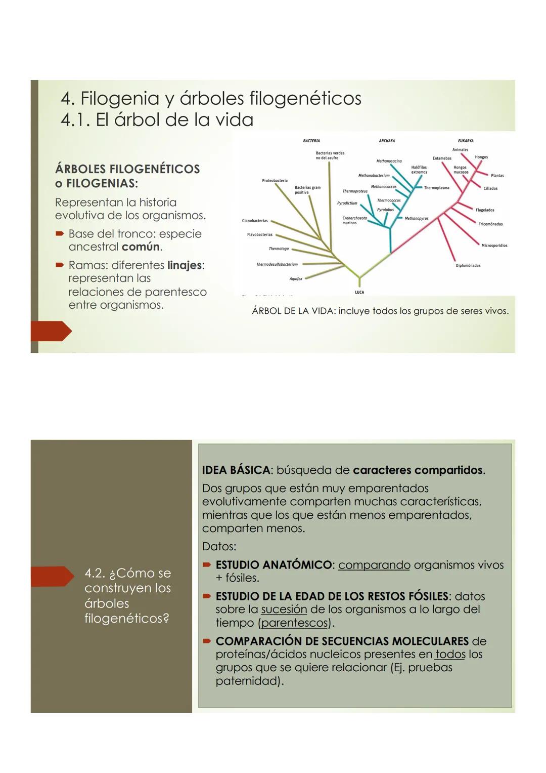 T9 1.3. La diversidad de
los seres vivos
Elefante Mamut, Elefante Dugón Vaca de Manati Daman
africano
Steller,
JTU
De nombres y falsos parie
