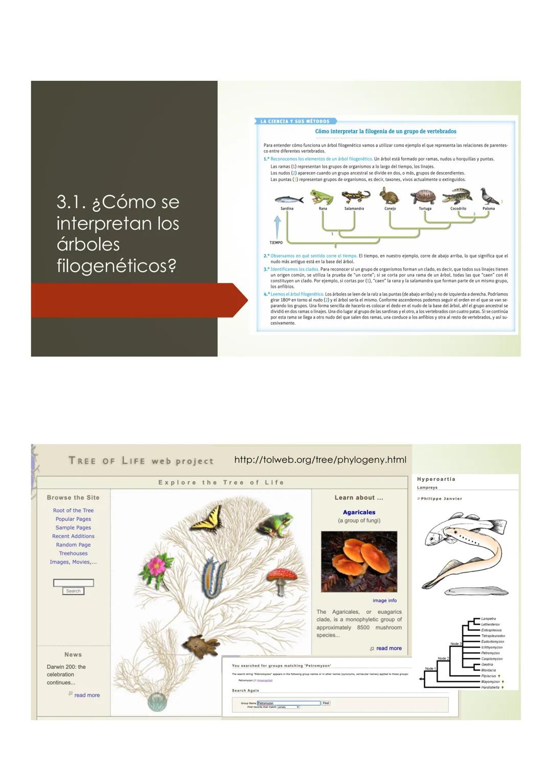 T9 1.3. La diversidad de
los seres vivos
Elefante Mamut, Elefante Dugón Vaca de Manati Daman
africano
Steller,
JTU
De nombres y falsos parie