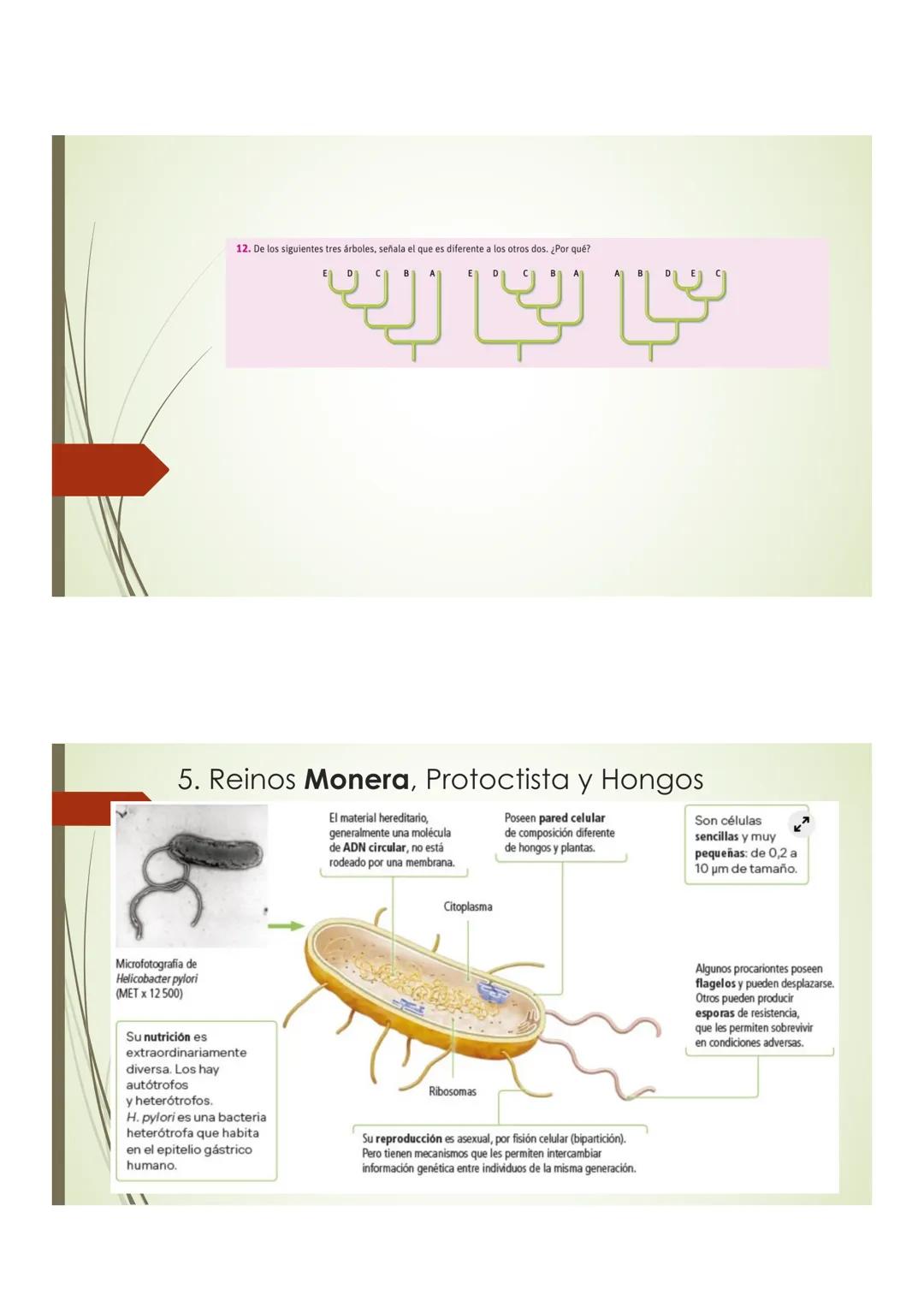 T9 1.3. La diversidad de
los seres vivos
Elefante Mamut, Elefante Dugón Vaca de Manati Daman
africano
Steller,
JTU
De nombres y falsos parie