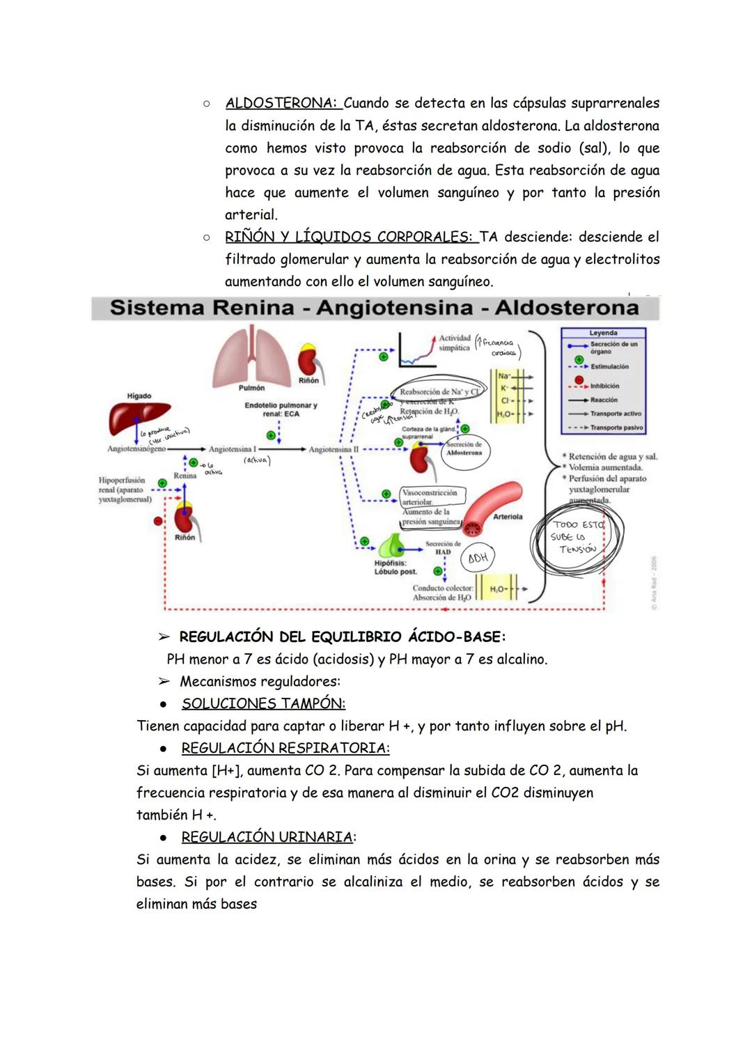 # Aparato urinario the
1. Anatomía
➤ Los riñones (situados detrás del peritoneo ``zona lumbar``, el derecho
más bajo que el izquierdo).
*