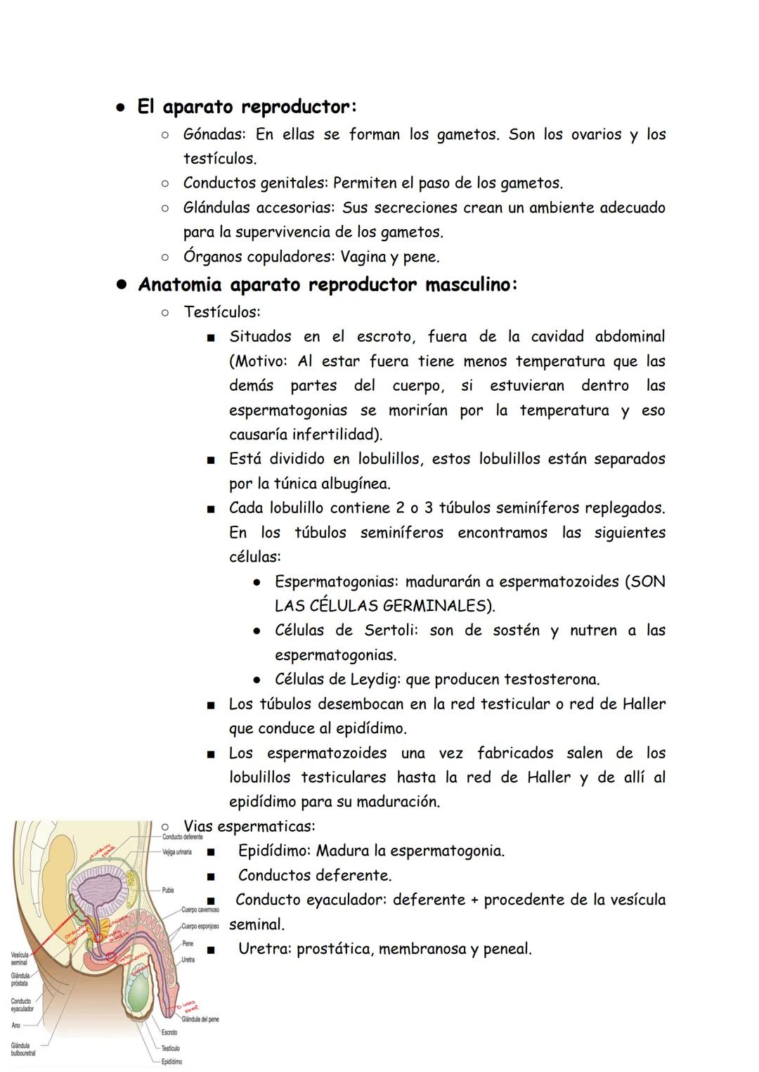 # Aparato reproductor
• Caracteres sexuales:
* Primarios
* ovarios: es la gónada, es decir, es el órgano encargado de
p