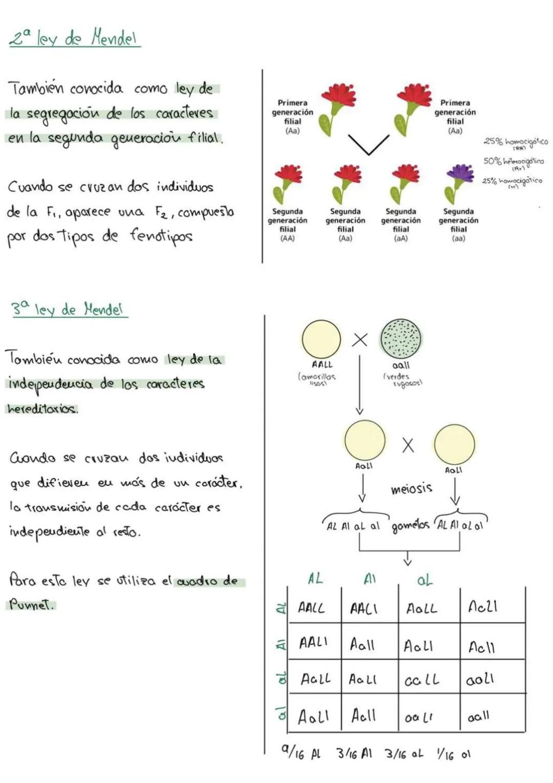 genética
6
mendeliana
1. Conceptos
Caracter hereditario -> cualquier caracteristica presente eu un individuo y Transmisible
a su descendenci
