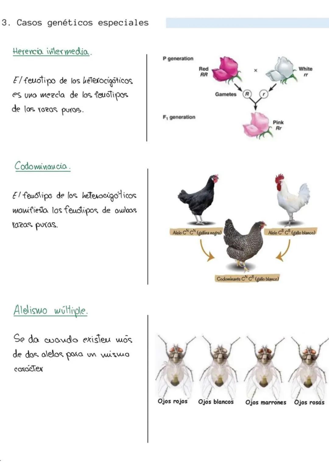 genética
6
mendeliana
1. Conceptos
Caracter hereditario -> cualquier caracteristica presente eu un individuo y Transmisible
a su descendenci