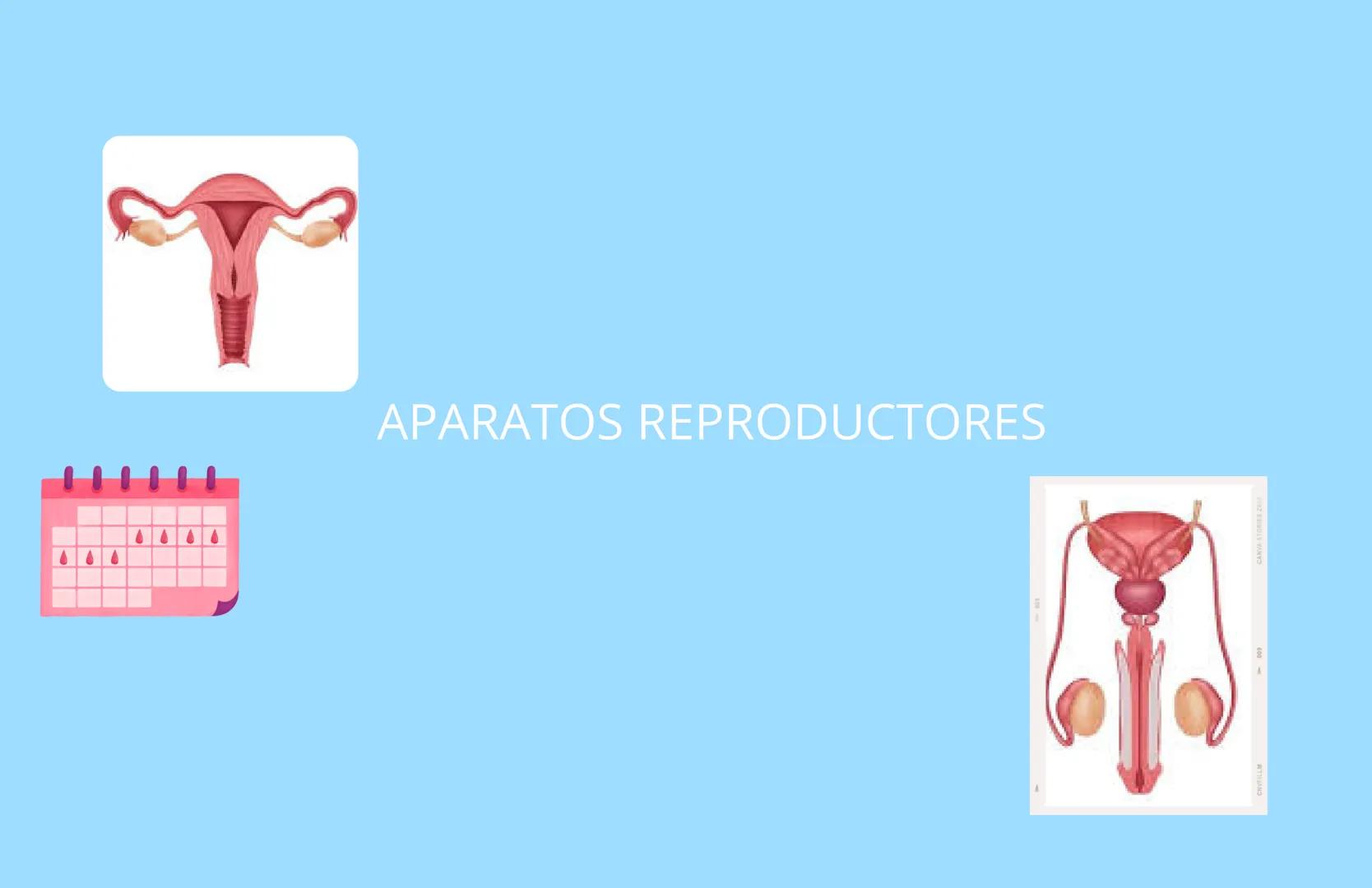 APARATOS REPRODUCTORES
CANVA STORIES Z APARATO REPRODUCTOR FEMENINO
5
4
3
1-Trompas de falopi
2-Ovarios
3-Vulva
4-Vagina
5-Utero
1
2
Trompas