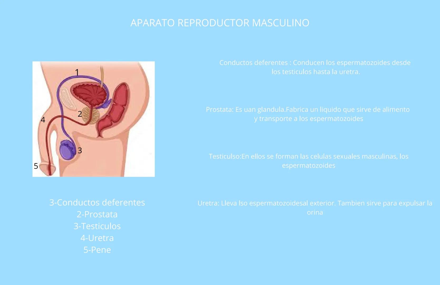 APARATOS REPRODUCTORES
CANVA STORIES Z APARATO REPRODUCTOR FEMENINO
5
4
3
1-Trompas de falopi
2-Ovarios
3-Vulva
4-Vagina
5-Utero
1
2
Trompas