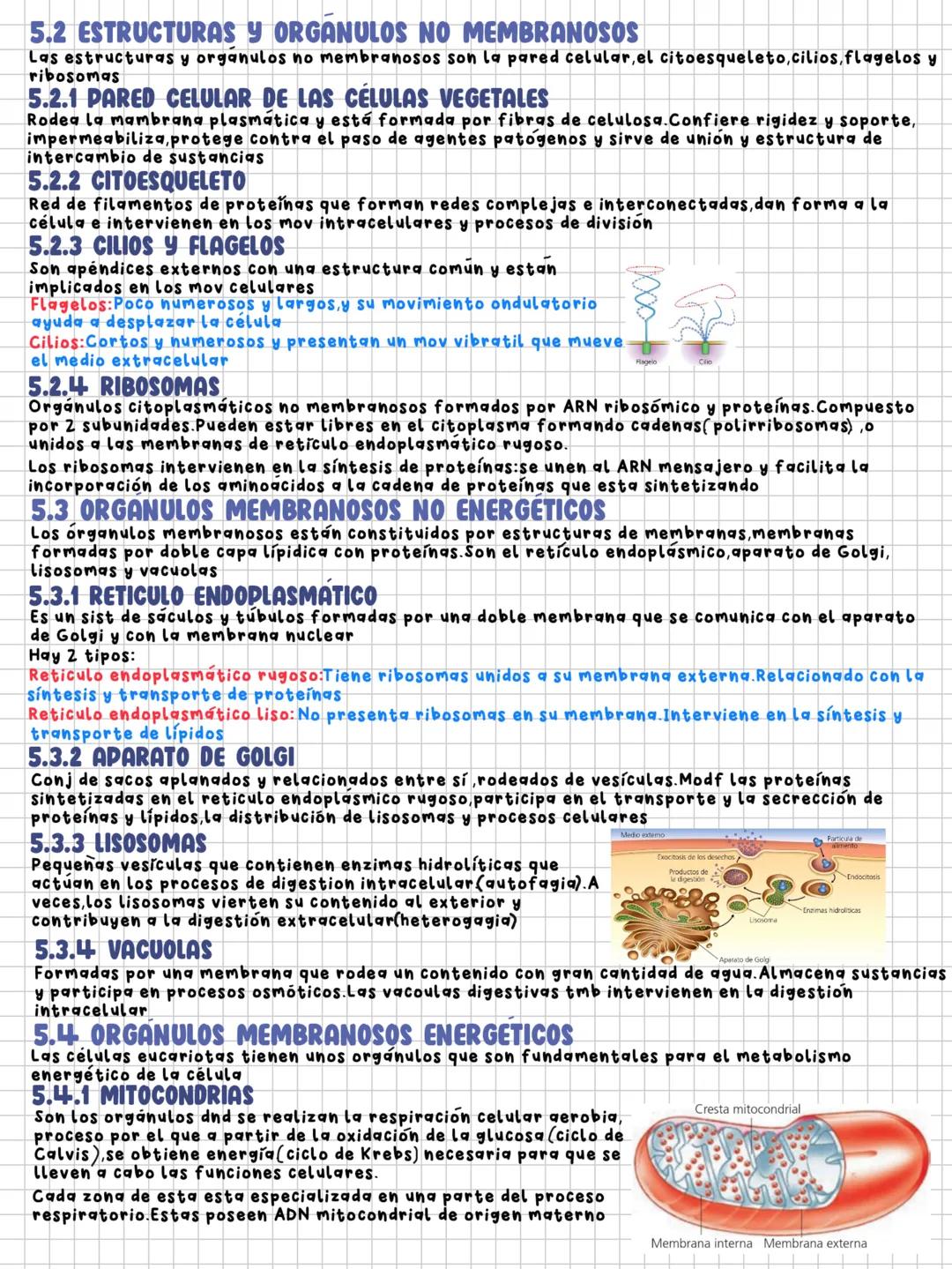 TEMA 8
niveles de organización en los seres vivos
1.LOS SERES VIVOS Y SU ORGANIZACION
Ser vivo: Sist de organizacion molecular compleja que