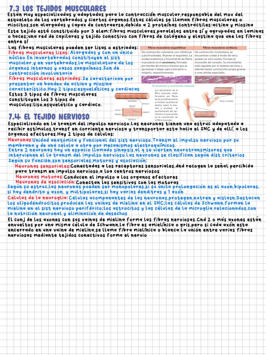TEMA 8
niveles de organización en los seres vivos
1.LOS SERES VIVOS Y SU ORGANIZACION
Ser vivo: Sist de organizacion molecular compleja que