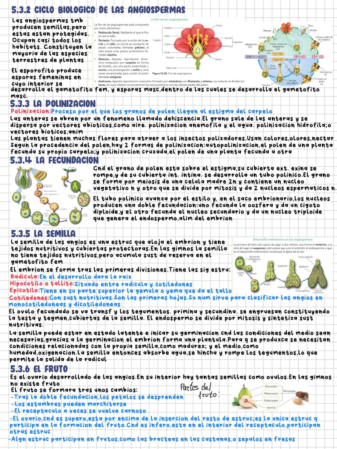TEMA 10
relación y reproducción en las plantas
1.LA FUNCION DE RELACION EN LAS PLANTAS
La funcion de relacion es el conj de procesos mediant