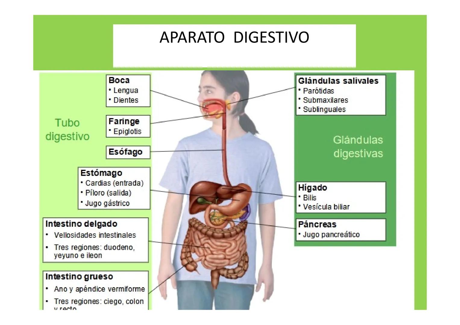 # APARATO DIGESTIVO # LA
NUTRICIÓN
APARATOS
IMPLICADOS EN LA
NUTRICIÓN
La nutrición es el conjunto de procesos a través de los
cuales los
