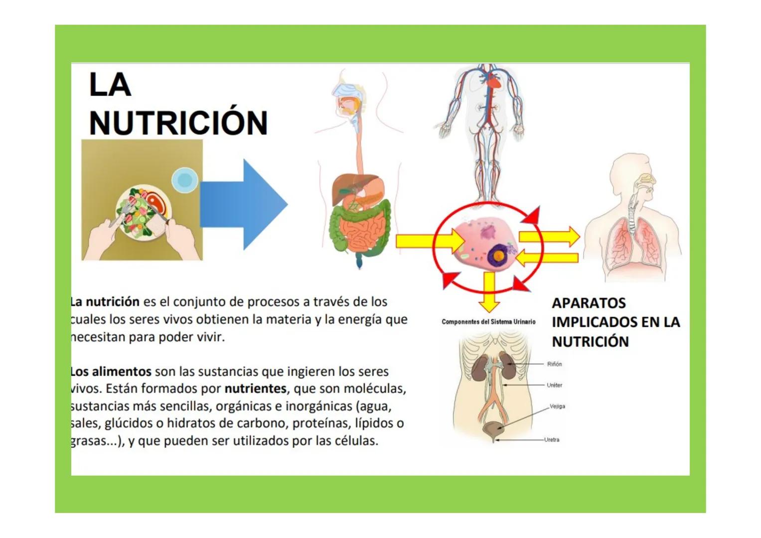 # APARATO DIGESTIVO # LA
NUTRICIÓN
APARATOS
IMPLICADOS EN LA
NUTRICIÓN
La nutrición es el conjunto de procesos a través de los
cuales los