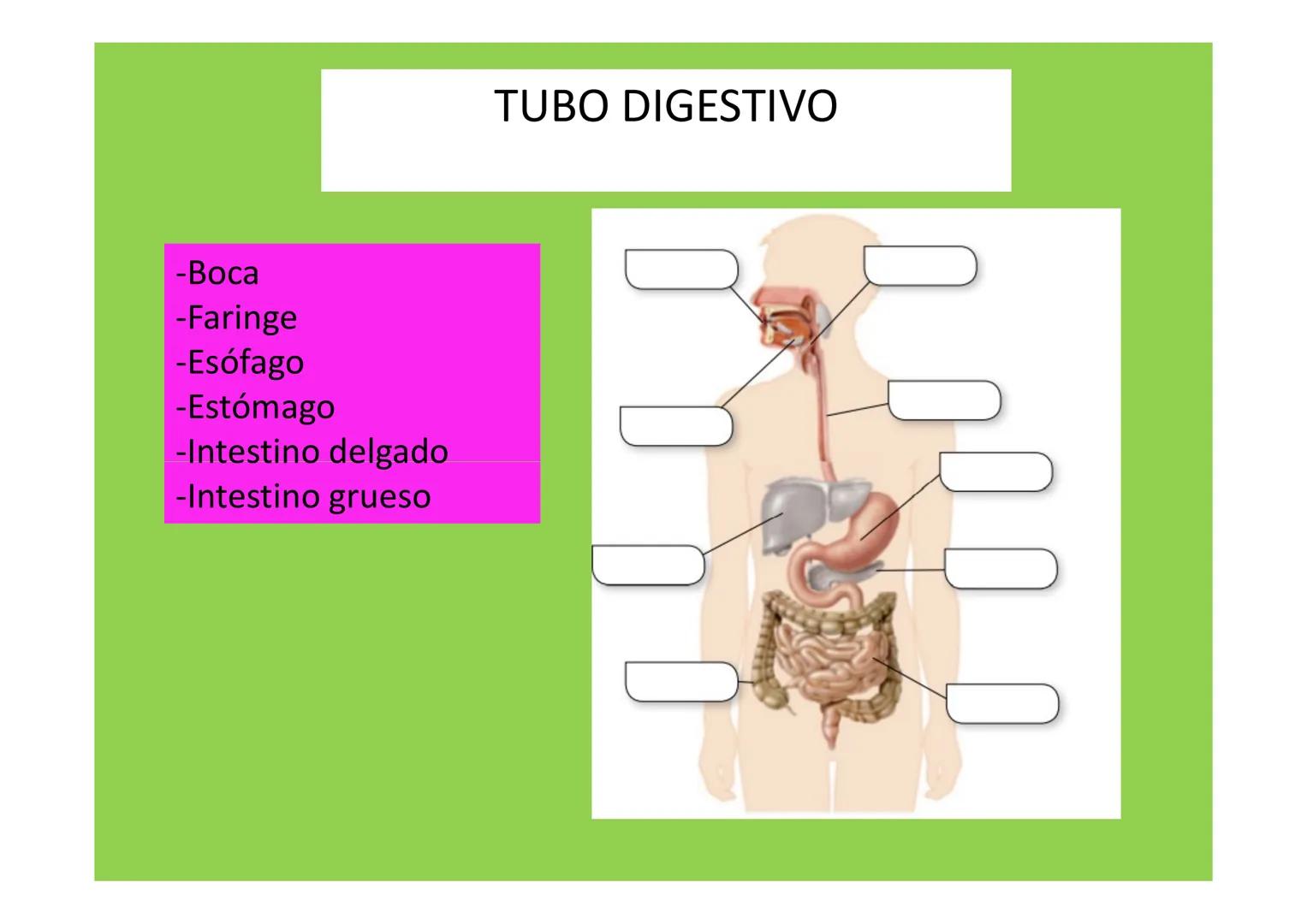 # APARATO DIGESTIVO # LA
NUTRICIÓN
APARATOS
IMPLICADOS EN LA
NUTRICIÓN
La nutrición es el conjunto de procesos a través de los
cuales los
