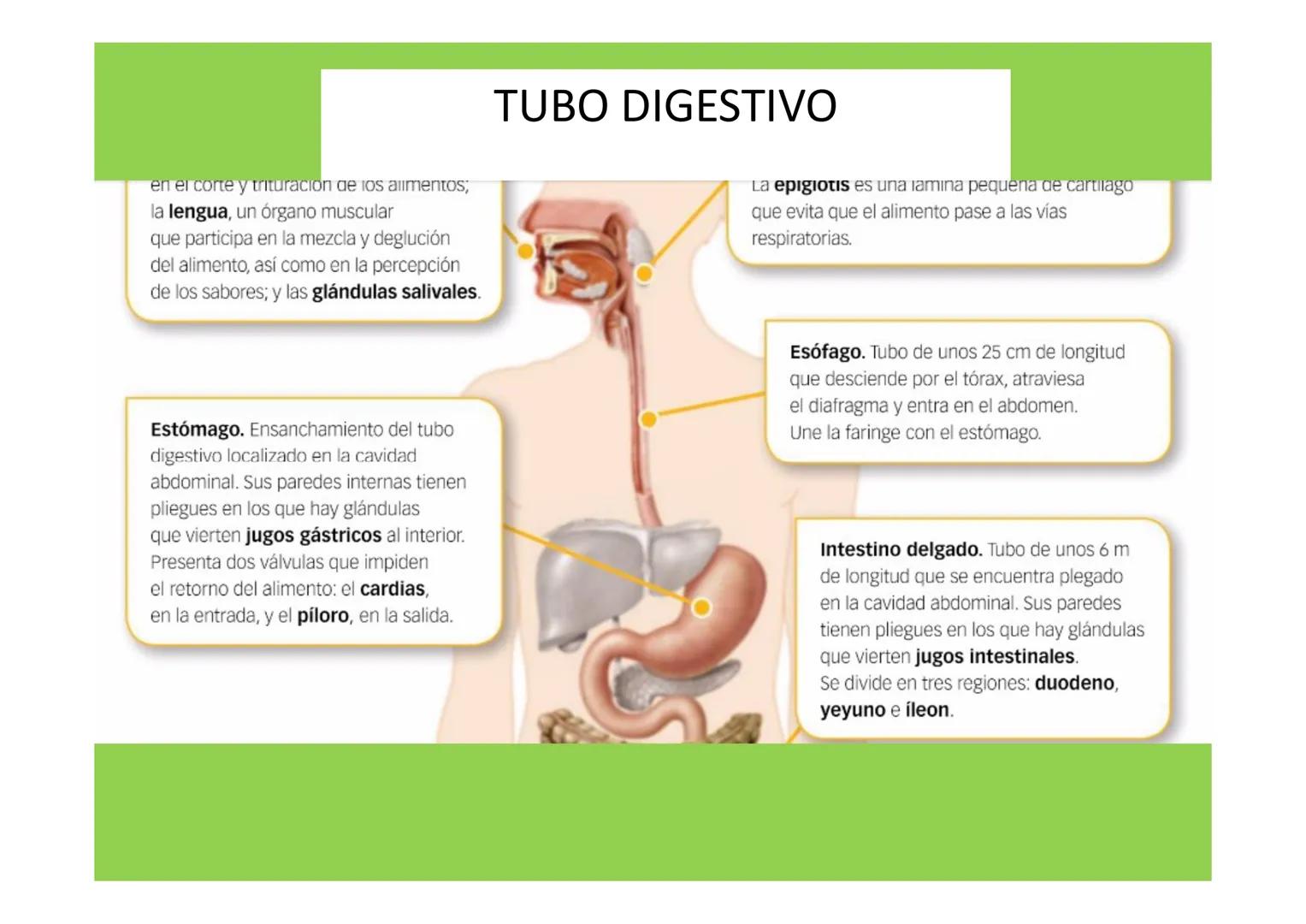 # APARATO DIGESTIVO # LA
NUTRICIÓN
APARATOS
IMPLICADOS EN LA
NUTRICIÓN
La nutrición es el conjunto de procesos a través de los
cuales los