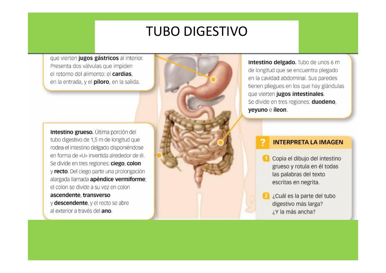 # APARATO DIGESTIVO # LA
NUTRICIÓN
APARATOS
IMPLICADOS EN LA
NUTRICIÓN
La nutrición es el conjunto de procesos a través de los
cuales los