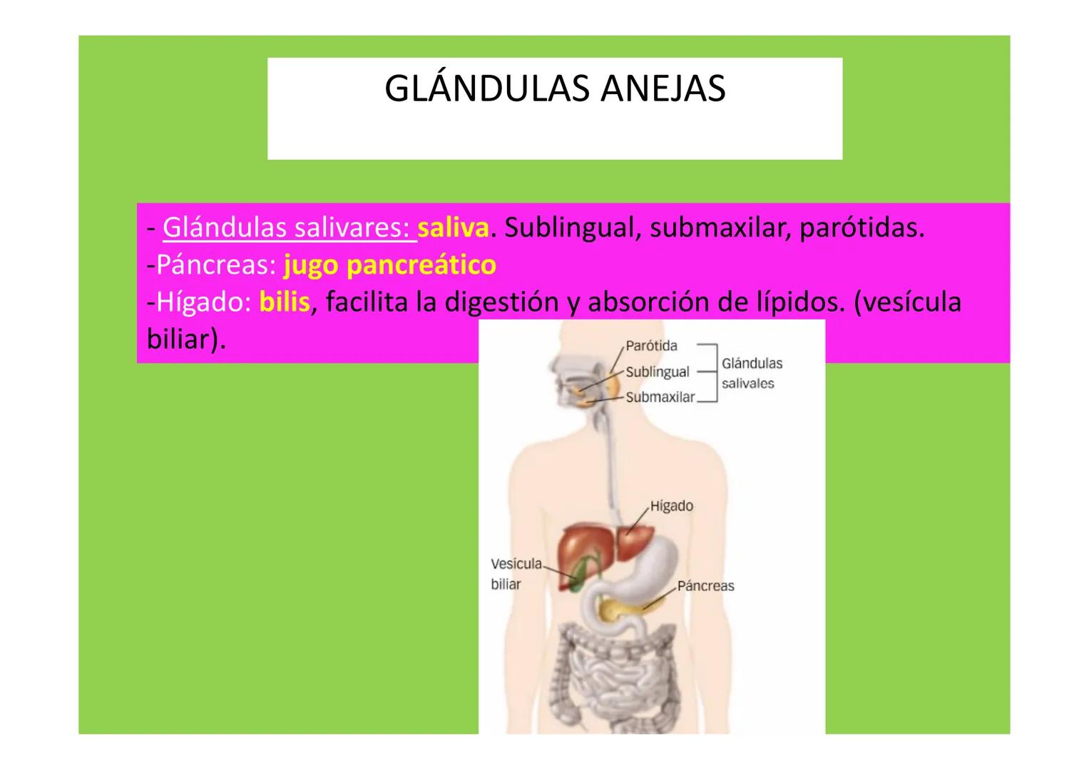 # APARATO DIGESTIVO # LA
NUTRICIÓN
APARATOS
IMPLICADOS EN LA
NUTRICIÓN
La nutrición es el conjunto de procesos a través de los
cuales los
