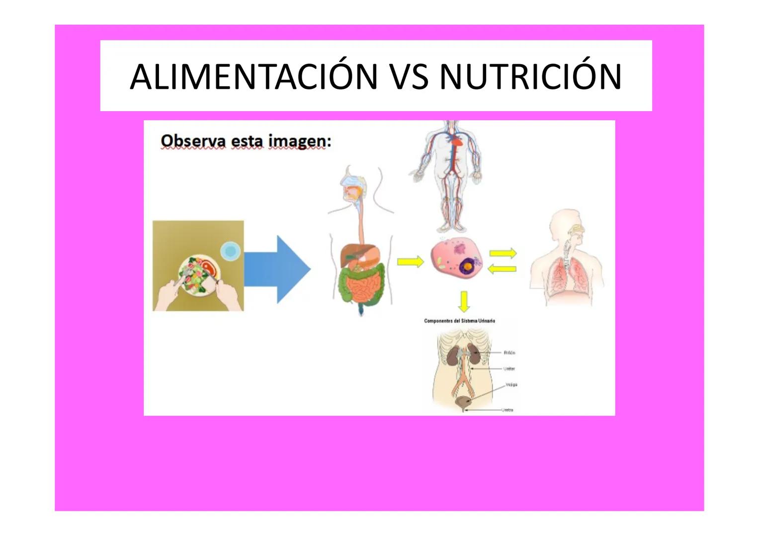 # ALIMENTACIÓN Y SALUD # ALIMENTACIÓN VS NUTRICIÓN
Alimentación vs Nutrición
Alimentación
• Proceso mediante el
cual se toman los
aliment