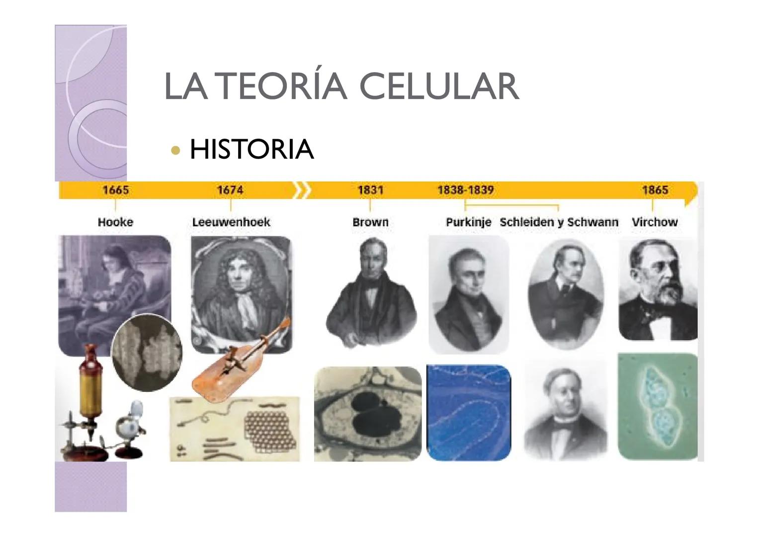 LA ORGANIZACIÓN CELULAR
DE LOS SERES VIVOS
Petri Calero LA TEORÍA CELULAR
HISTORIA
1665
1674
1831
1838-1839
1865
Hooke
Leeuwenhoek
Brown
Pur