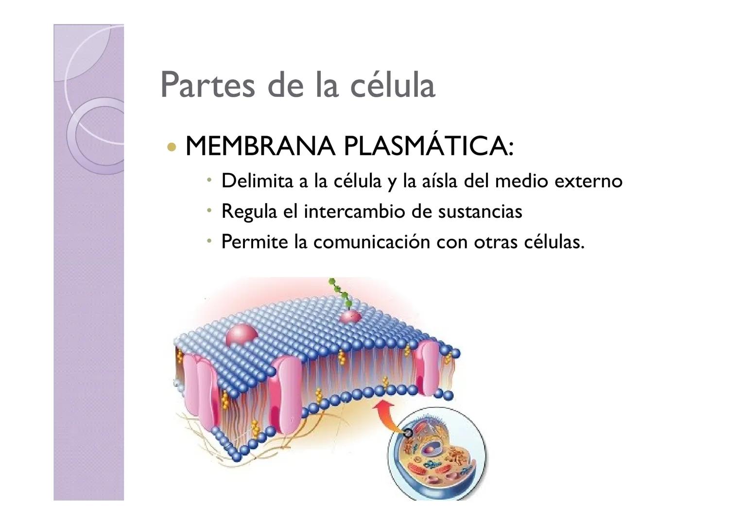 LA ORGANIZACIÓN CELULAR
DE LOS SERES VIVOS
Petri Calero LA TEORÍA CELULAR
HISTORIA
1665
1674
1831
1838-1839
1865
Hooke
Leeuwenhoek
Brown
Pur
