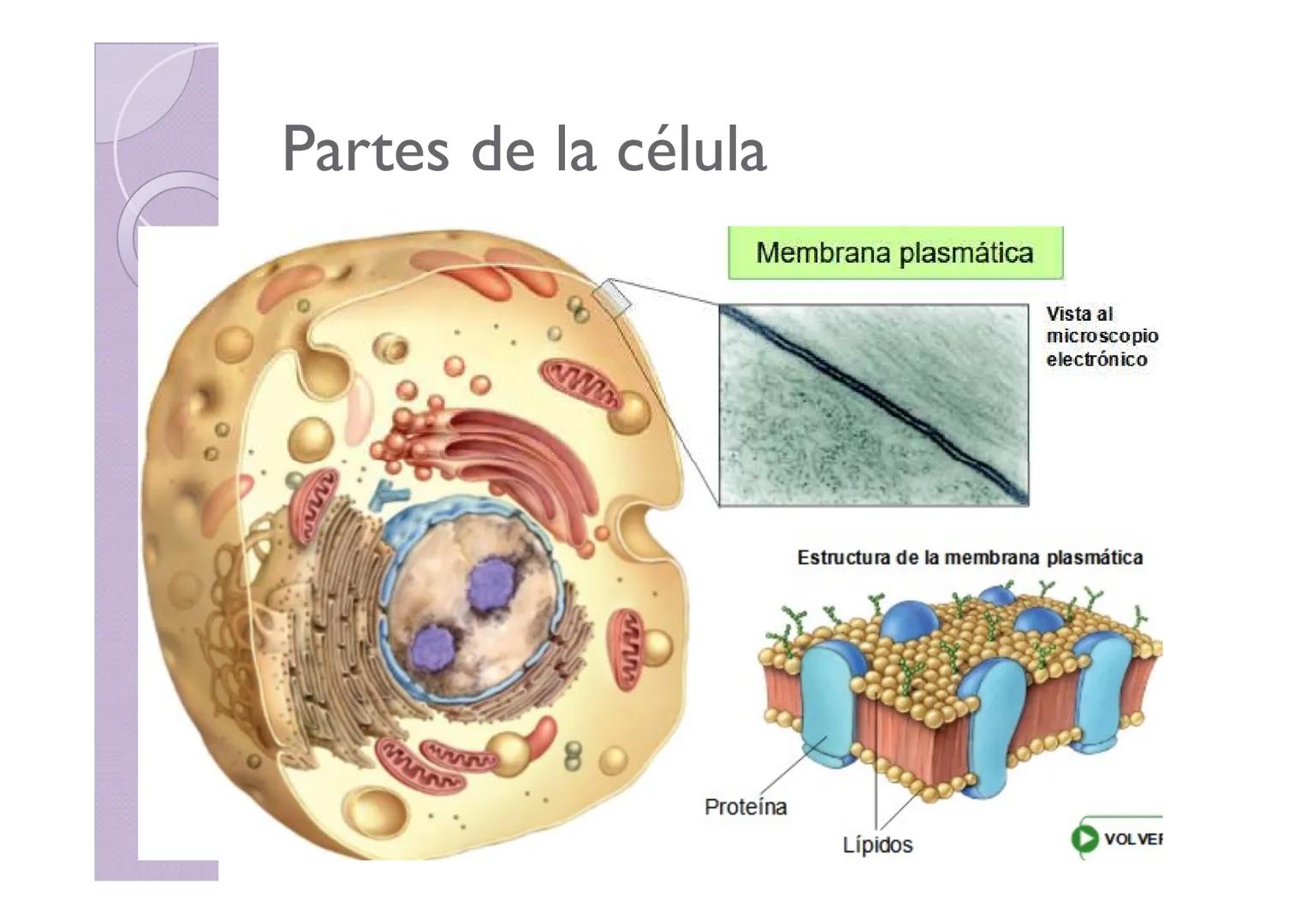 LA ORGANIZACIÓN CELULAR
DE LOS SERES VIVOS
Petri Calero LA TEORÍA CELULAR
HISTORIA
1665
1674
1831
1838-1839
1865
Hooke
Leeuwenhoek
Brown
Pur
