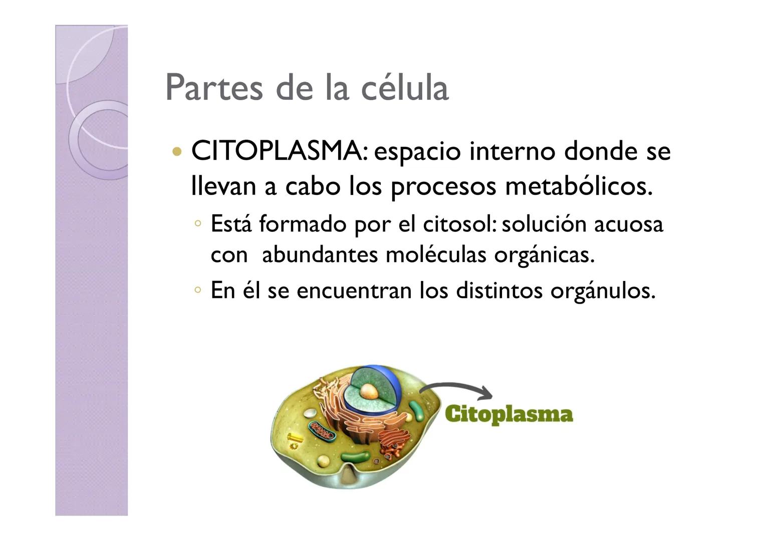 LA ORGANIZACIÓN CELULAR
DE LOS SERES VIVOS
Petri Calero LA TEORÍA CELULAR
HISTORIA
1665
1674
1831
1838-1839
1865
Hooke
Leeuwenhoek
Brown
Pur