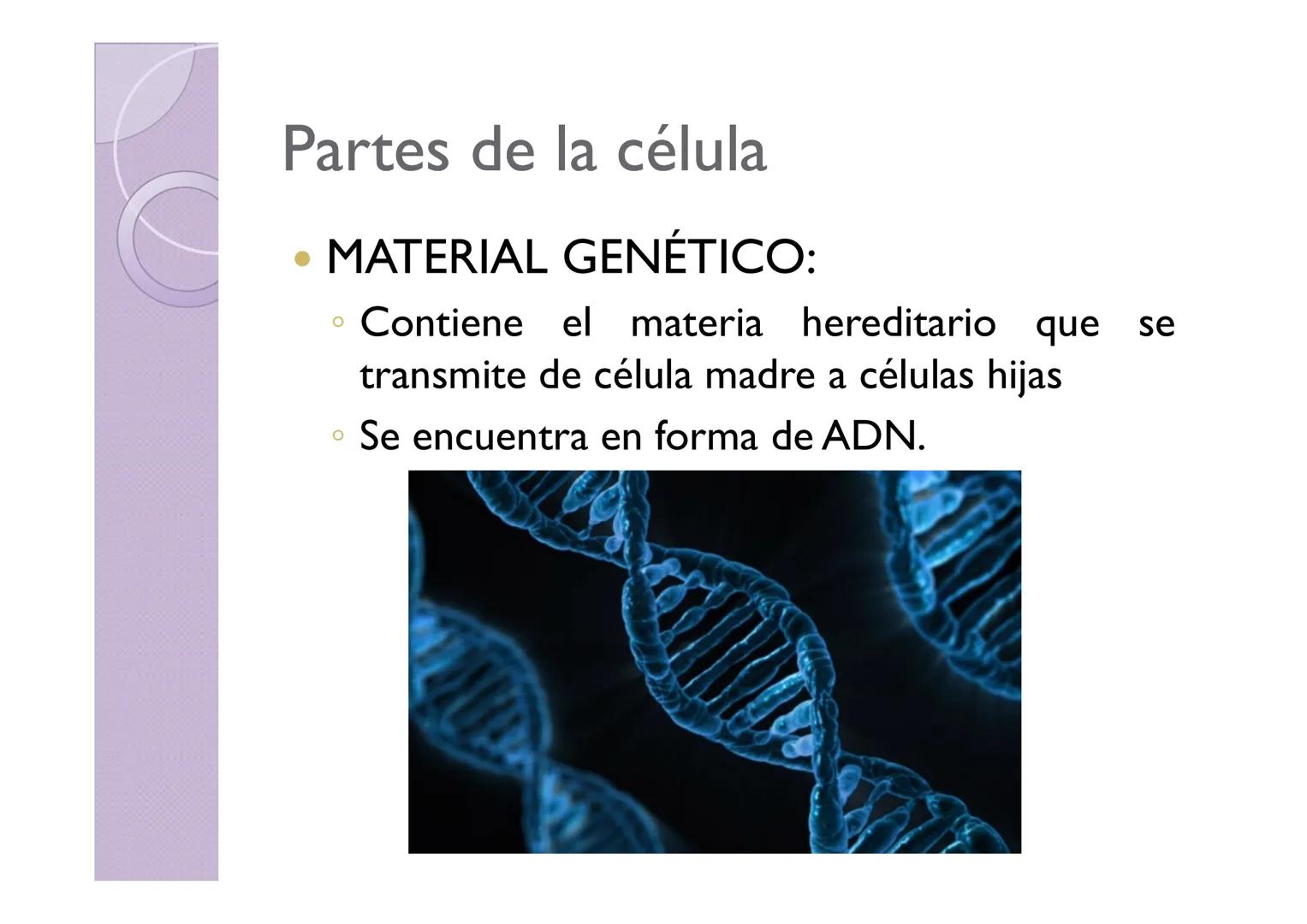 LA ORGANIZACIÓN CELULAR
DE LOS SERES VIVOS
Petri Calero LA TEORÍA CELULAR
HISTORIA
1665
1674
1831
1838-1839
1865
Hooke
Leeuwenhoek
Brown
Pur