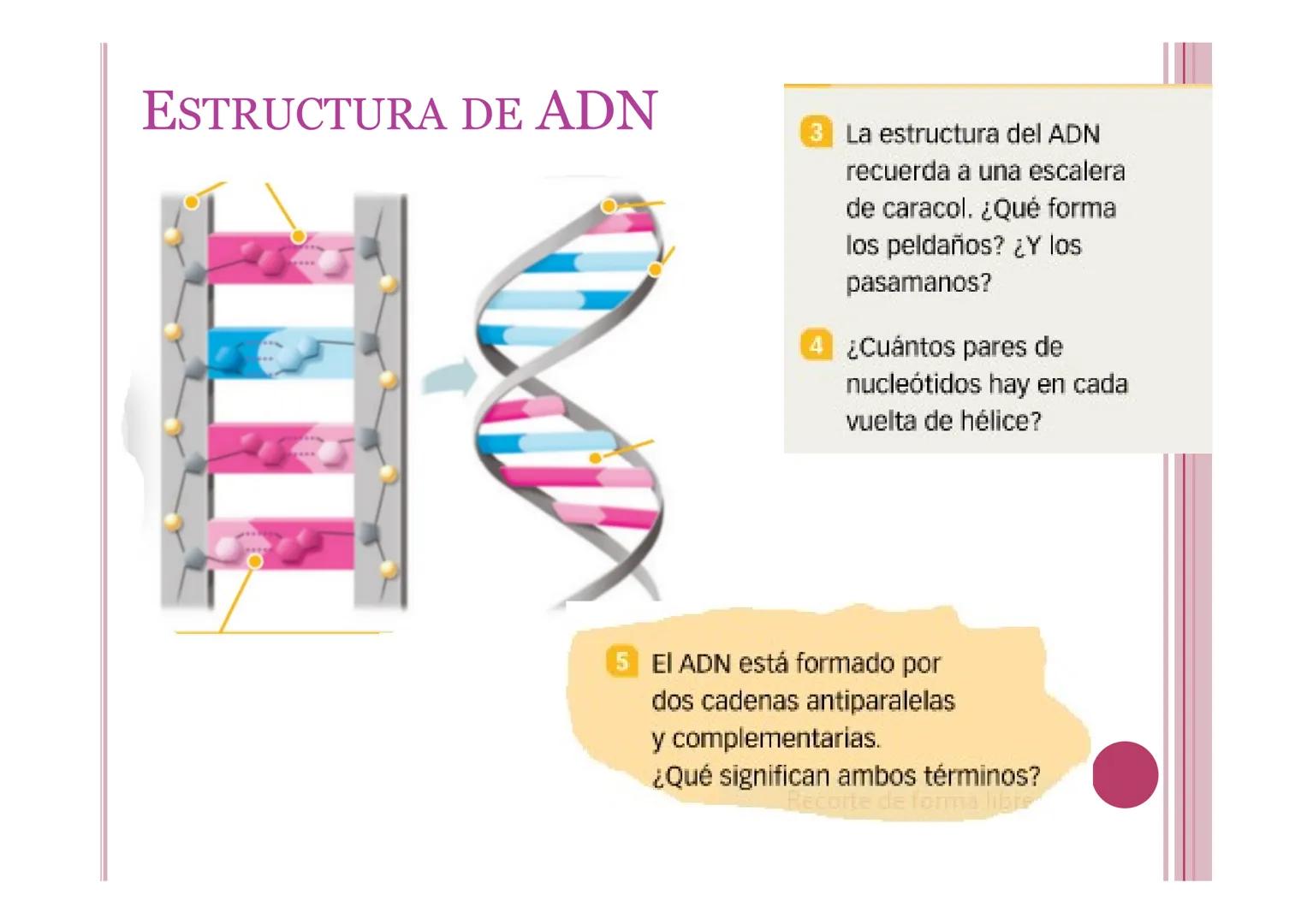 # LA INFORMACIÓN Y
# MANIPULACIÓN GENÉTICA
Petri Calero 4º ESO # EL ADN Y LOS ÁCIDOS NUCLEICOS
• El ADN o ácido desoxirribonucleico: molé
