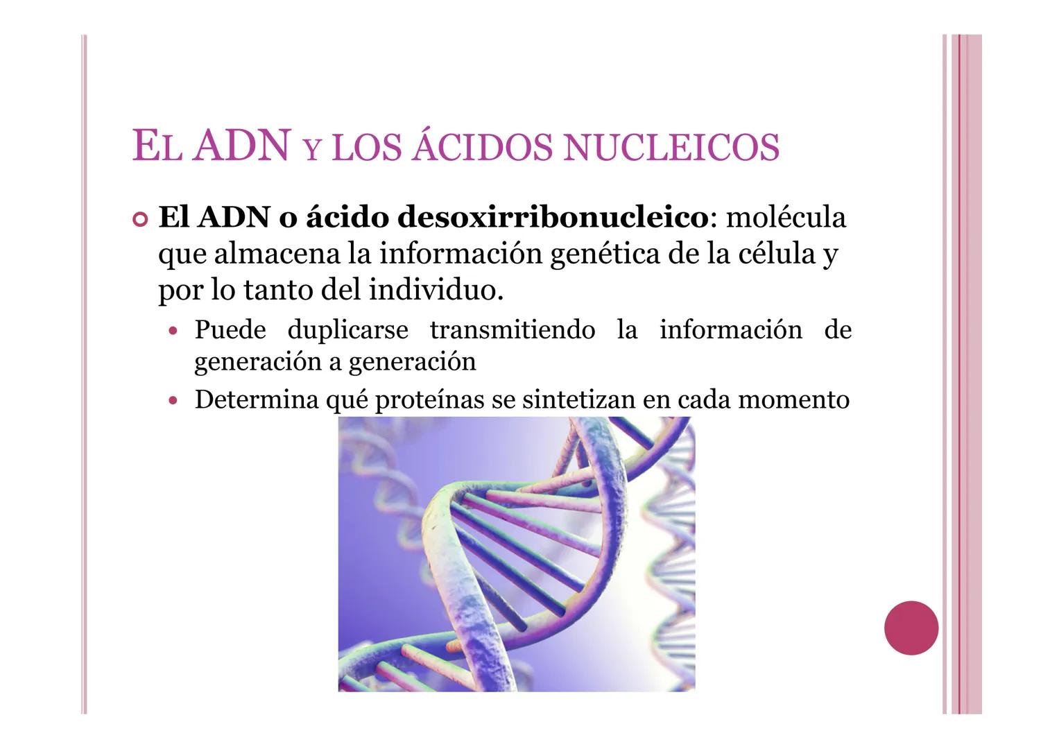 # LA INFORMACIÓN Y
# MANIPULACIÓN GENÉTICA
Petri Calero 4º ESO # EL ADN Y LOS ÁCIDOS NUCLEICOS
• El ADN o ácido desoxirribonucleico: molé