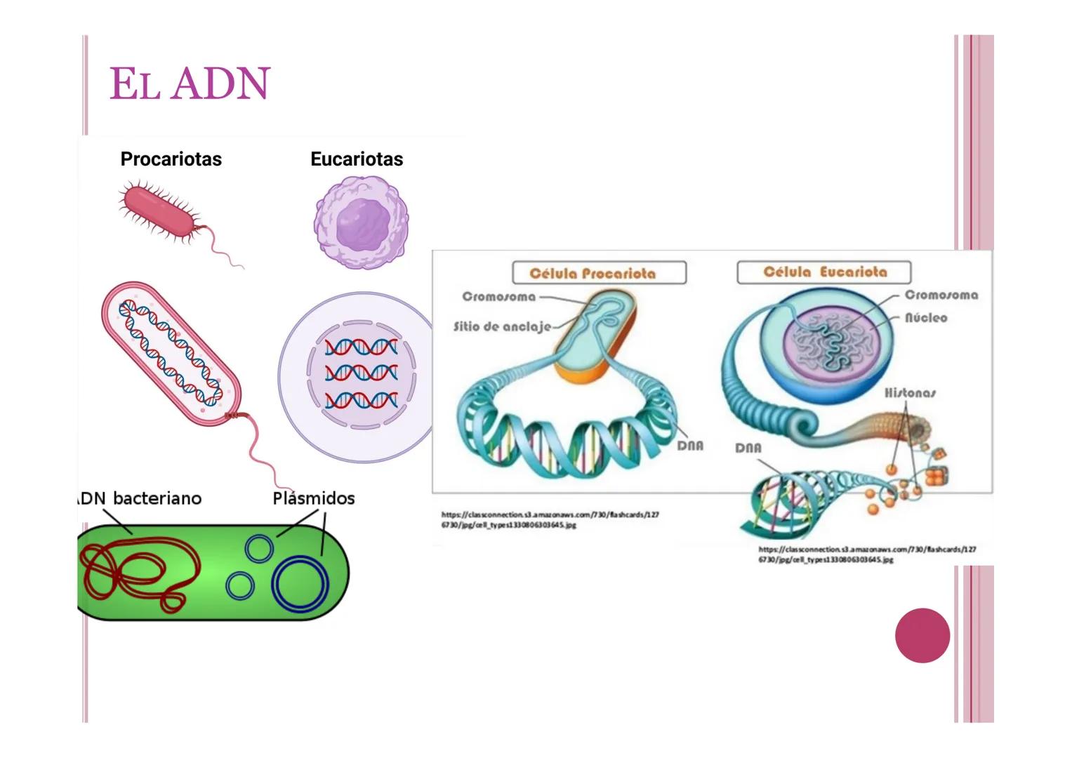# LA INFORMACIÓN Y
# MANIPULACIÓN GENÉTICA
Petri Calero 4º ESO # EL ADN Y LOS ÁCIDOS NUCLEICOS
• El ADN o ácido desoxirribonucleico: molé
