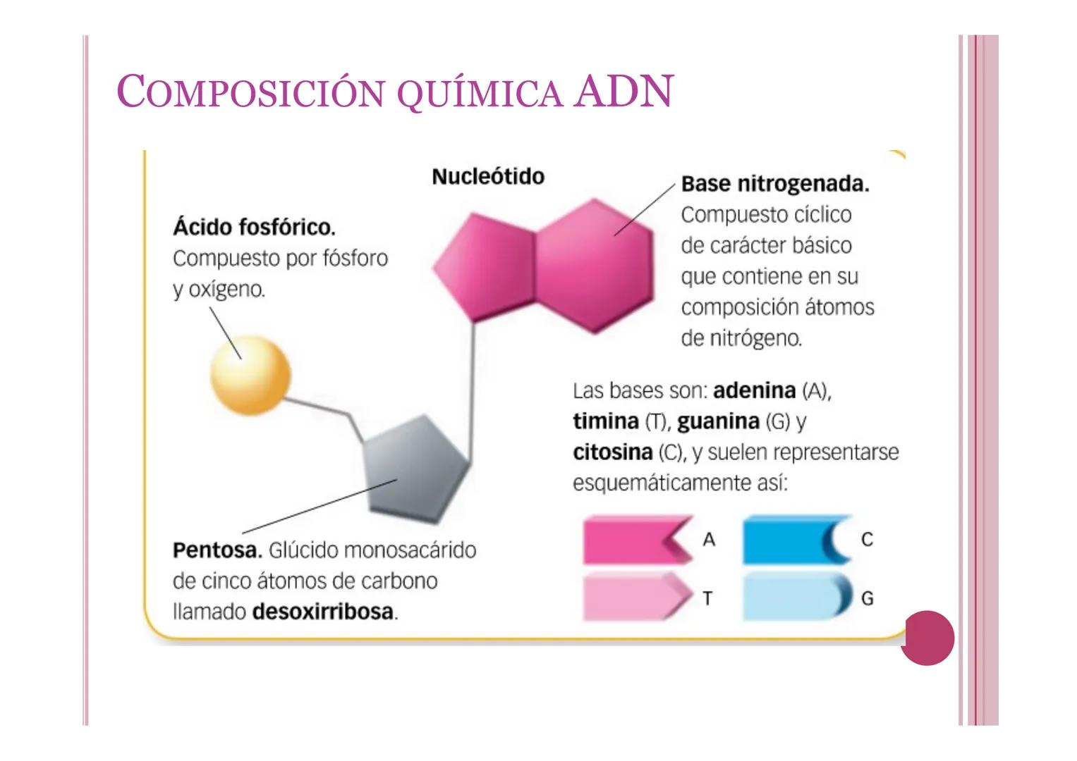 # LA INFORMACIÓN Y
# MANIPULACIÓN GENÉTICA
Petri Calero 4º ESO # EL ADN Y LOS ÁCIDOS NUCLEICOS
• El ADN o ácido desoxirribonucleico: molé