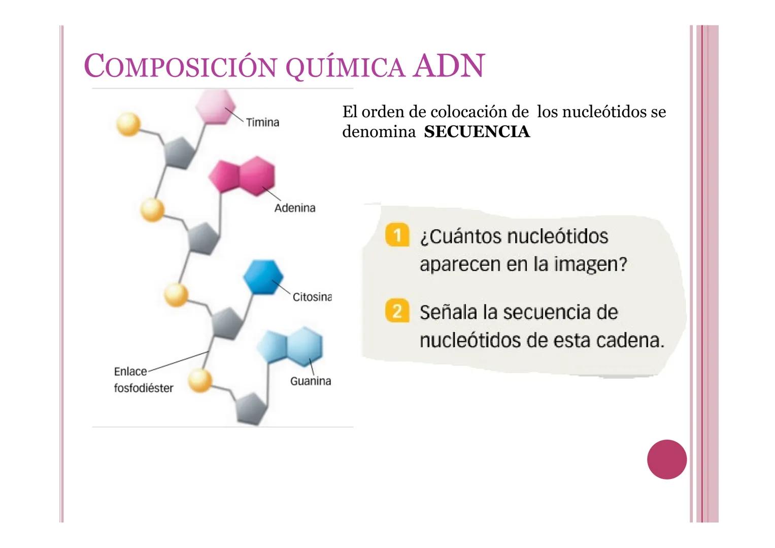 # LA INFORMACIÓN Y
# MANIPULACIÓN GENÉTICA
Petri Calero 4º ESO # EL ADN Y LOS ÁCIDOS NUCLEICOS
• El ADN o ácido desoxirribonucleico: molé