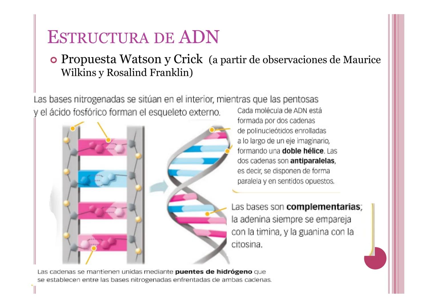 # LA INFORMACIÓN Y
# MANIPULACIÓN GENÉTICA
Petri Calero 4º ESO # EL ADN Y LOS ÁCIDOS NUCLEICOS
• El ADN o ácido desoxirribonucleico: molé