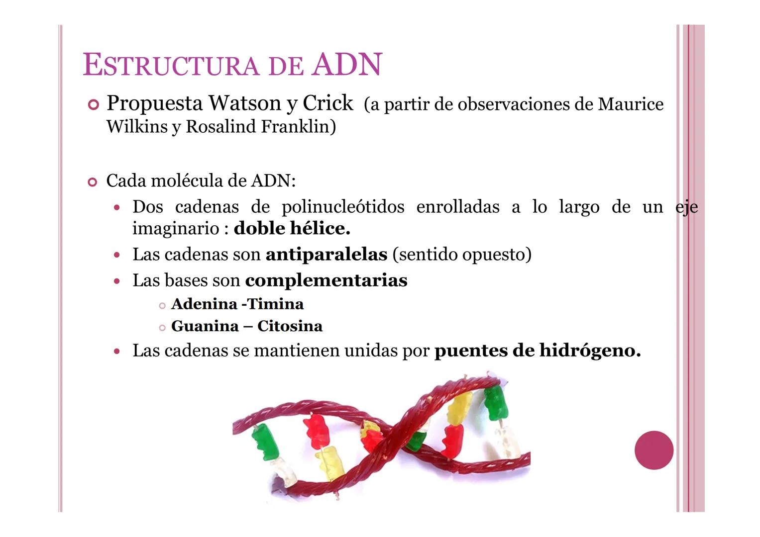 # LA INFORMACIÓN Y
# MANIPULACIÓN GENÉTICA
Petri Calero 4º ESO # EL ADN Y LOS ÁCIDOS NUCLEICOS
• El ADN o ácido desoxirribonucleico: molé