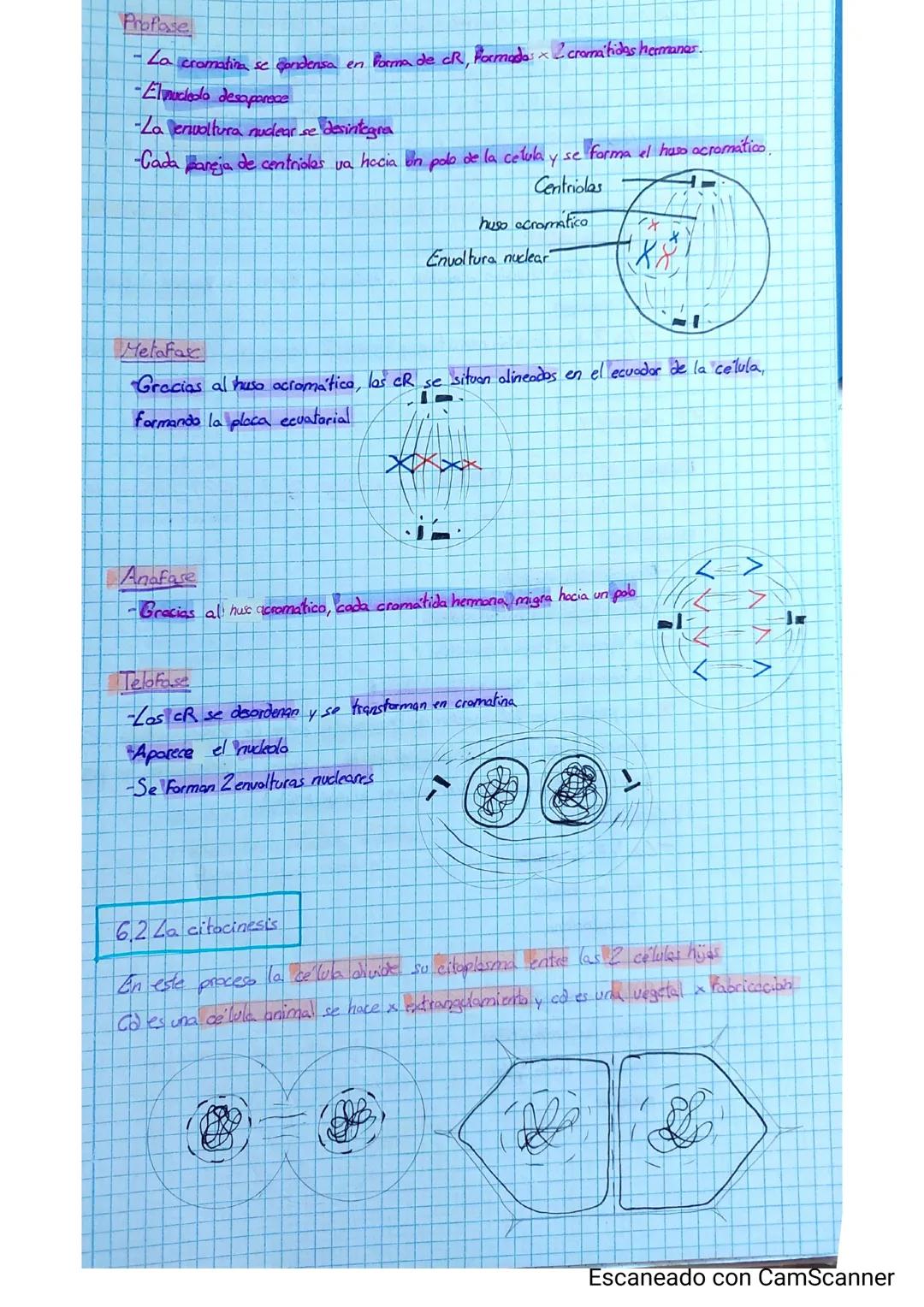 El ciclo celular
Periodo de tiempo
ua
desde
divide (generalmente x nitrasis |
Este se divide en 2 etapas.
Interfase
°
Division
interfase
23