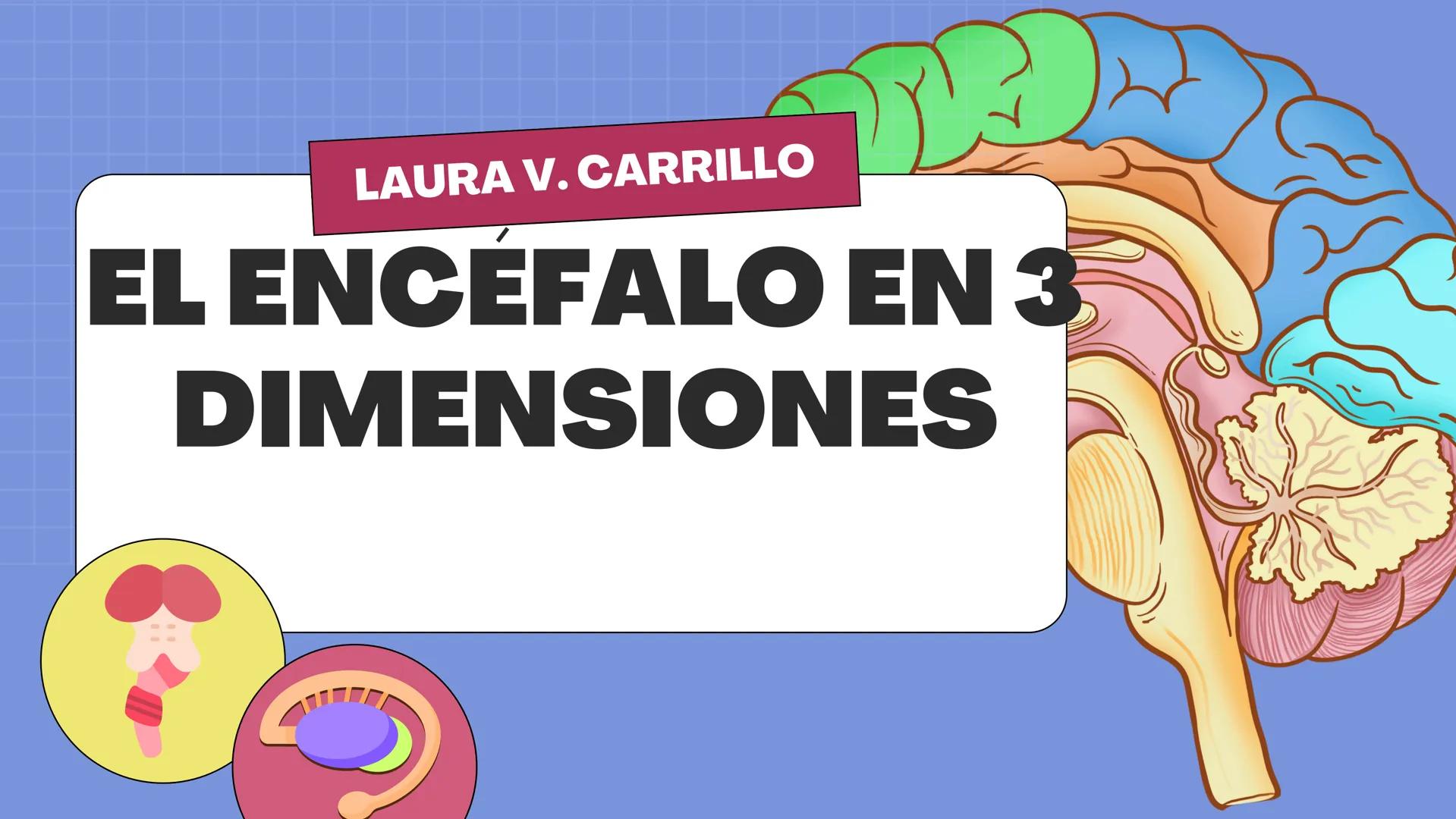 # LAURA V. CARRILLO
# EL ENCÉFALO EN 3 DIMENSIONES CEREBRO
¿QUÉ ES EL
ENCÉFALO?
ES LA PORCIÓN DEL SISTEMA
NERVIOSO CENTRAL QUE SE
ENCUENT