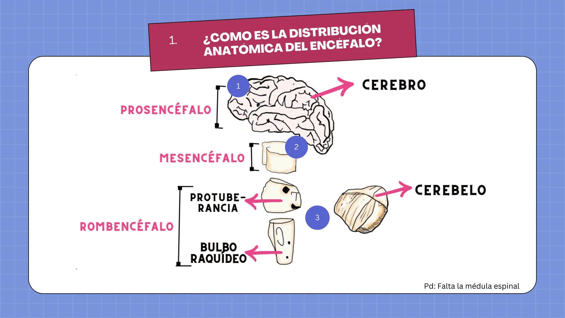 # LAURA V. CARRILLO
# EL ENCÉFALO EN 3 DIMENSIONES CEREBRO
¿QUÉ ES EL
ENCÉFALO?
ES LA PORCIÓN DEL SISTEMA
NERVIOSO CENTRAL QUE SE
ENCUENT