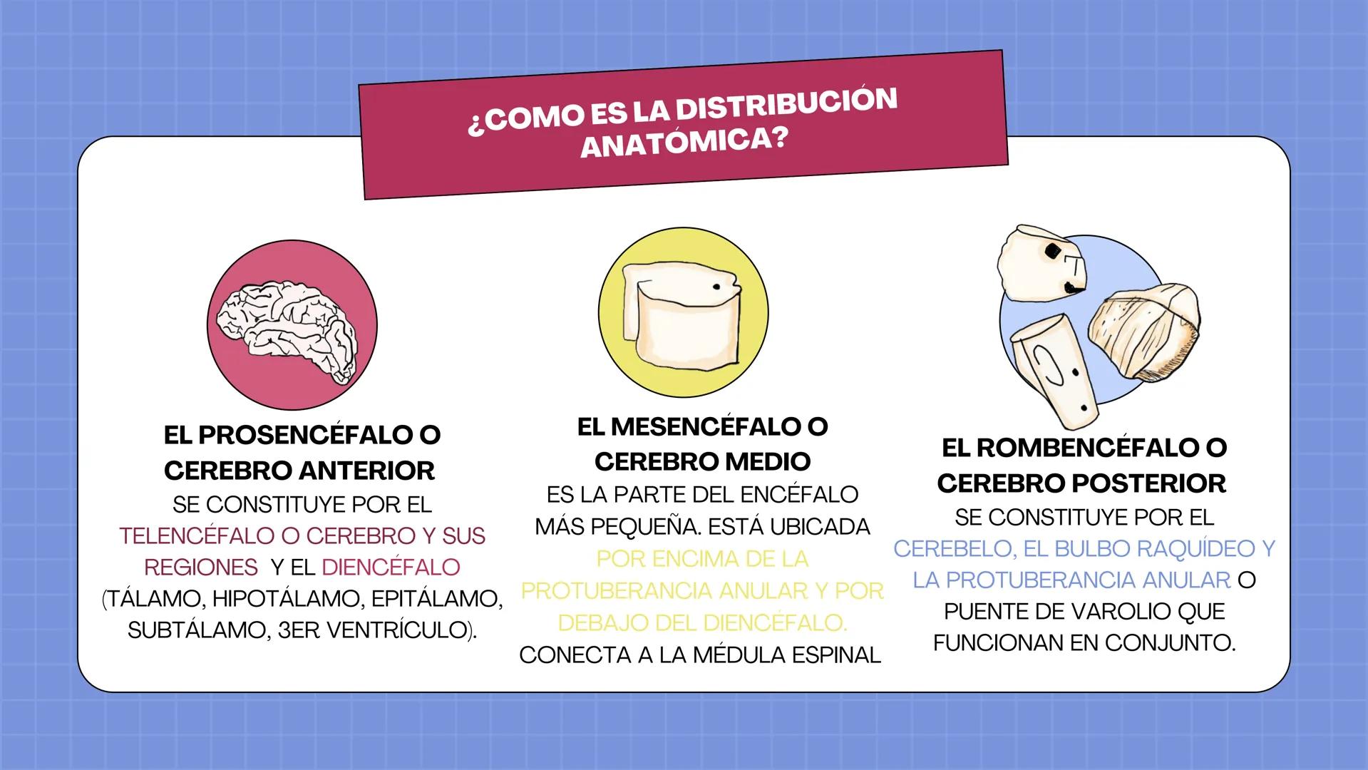 # LAURA V. CARRILLO
# EL ENCÉFALO EN 3 DIMENSIONES CEREBRO
¿QUÉ ES EL
ENCÉFALO?
ES LA PORCIÓN DEL SISTEMA
NERVIOSO CENTRAL QUE SE
ENCUENT