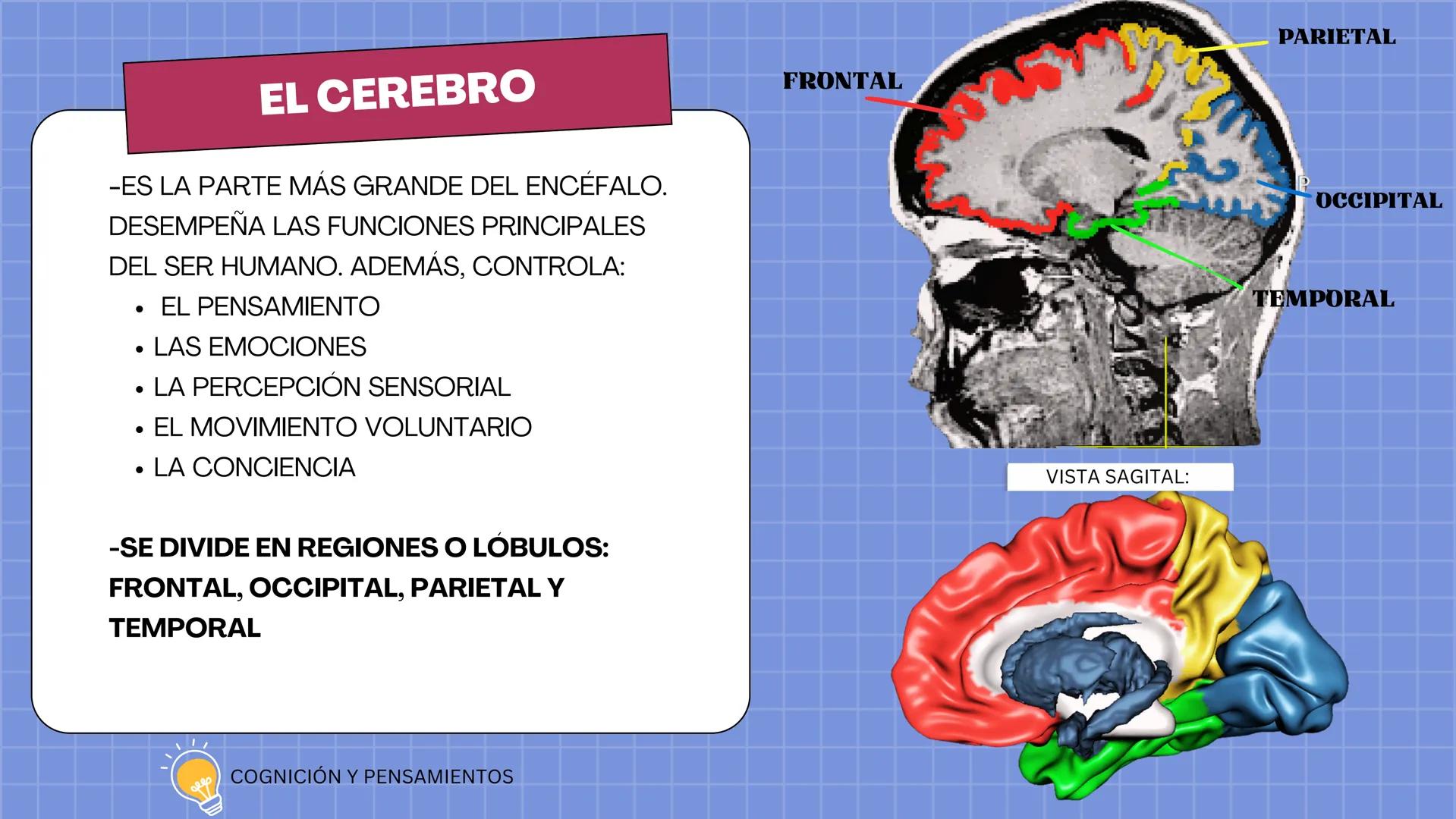# LAURA V. CARRILLO
# EL ENCÉFALO EN 3 DIMENSIONES CEREBRO
¿QUÉ ES EL
ENCÉFALO?
ES LA PORCIÓN DEL SISTEMA
NERVIOSO CENTRAL QUE SE
ENCUENT