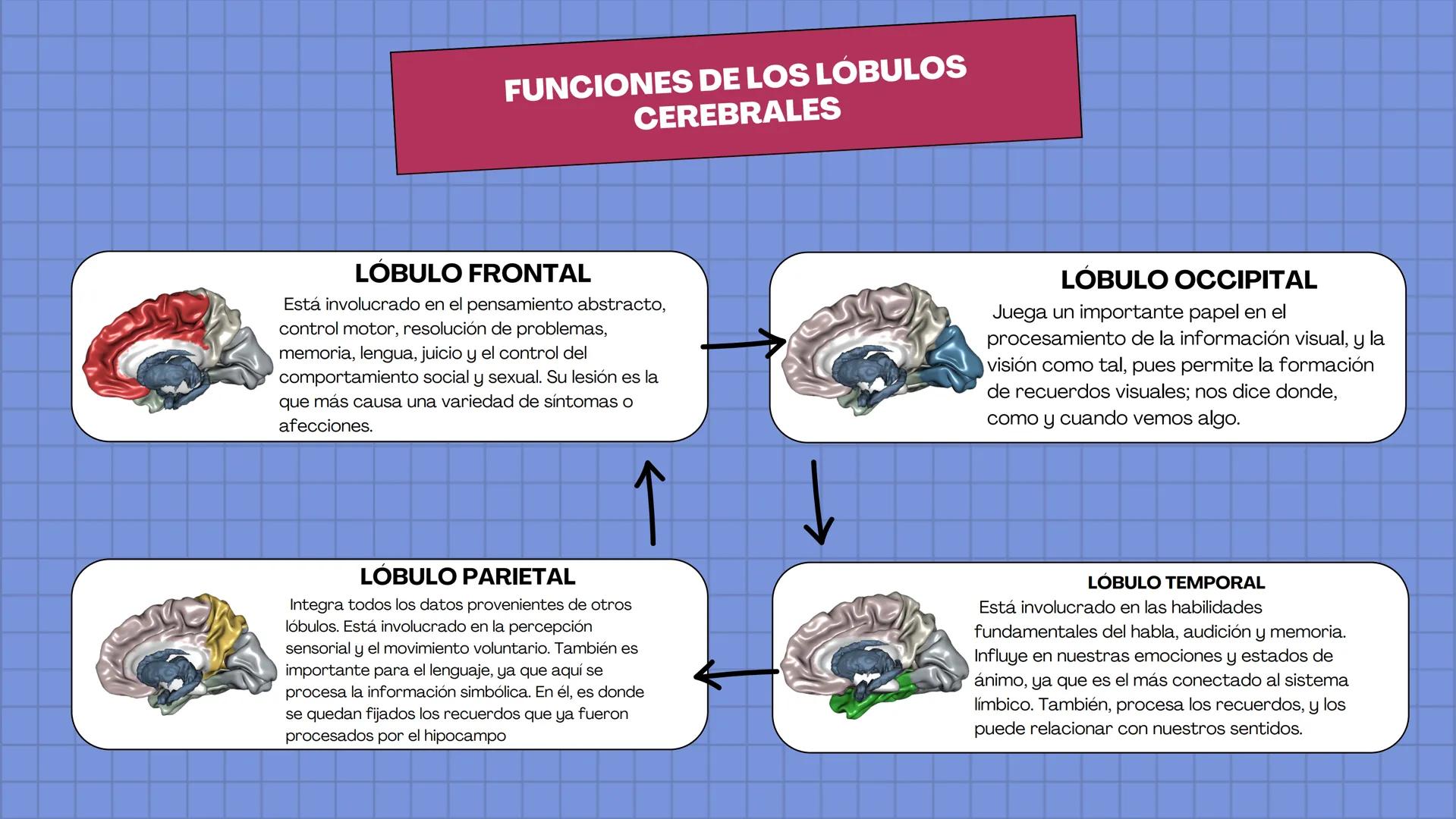 # LAURA V. CARRILLO
# EL ENCÉFALO EN 3 DIMENSIONES CEREBRO
¿QUÉ ES EL
ENCÉFALO?
ES LA PORCIÓN DEL SISTEMA
NERVIOSO CENTRAL QUE SE
ENCUENT