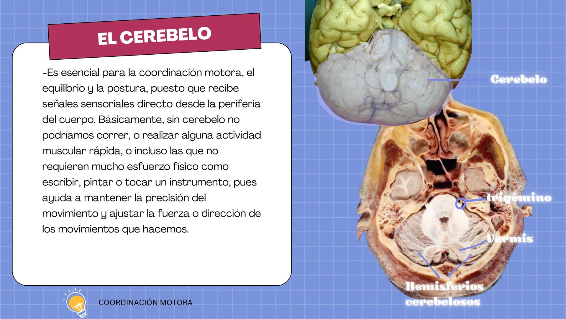 # LAURA V. CARRILLO
# EL ENCÉFALO EN 3 DIMENSIONES CEREBRO
¿QUÉ ES EL
ENCÉFALO?
ES LA PORCIÓN DEL SISTEMA
NERVIOSO CENTRAL QUE SE
ENCUENT