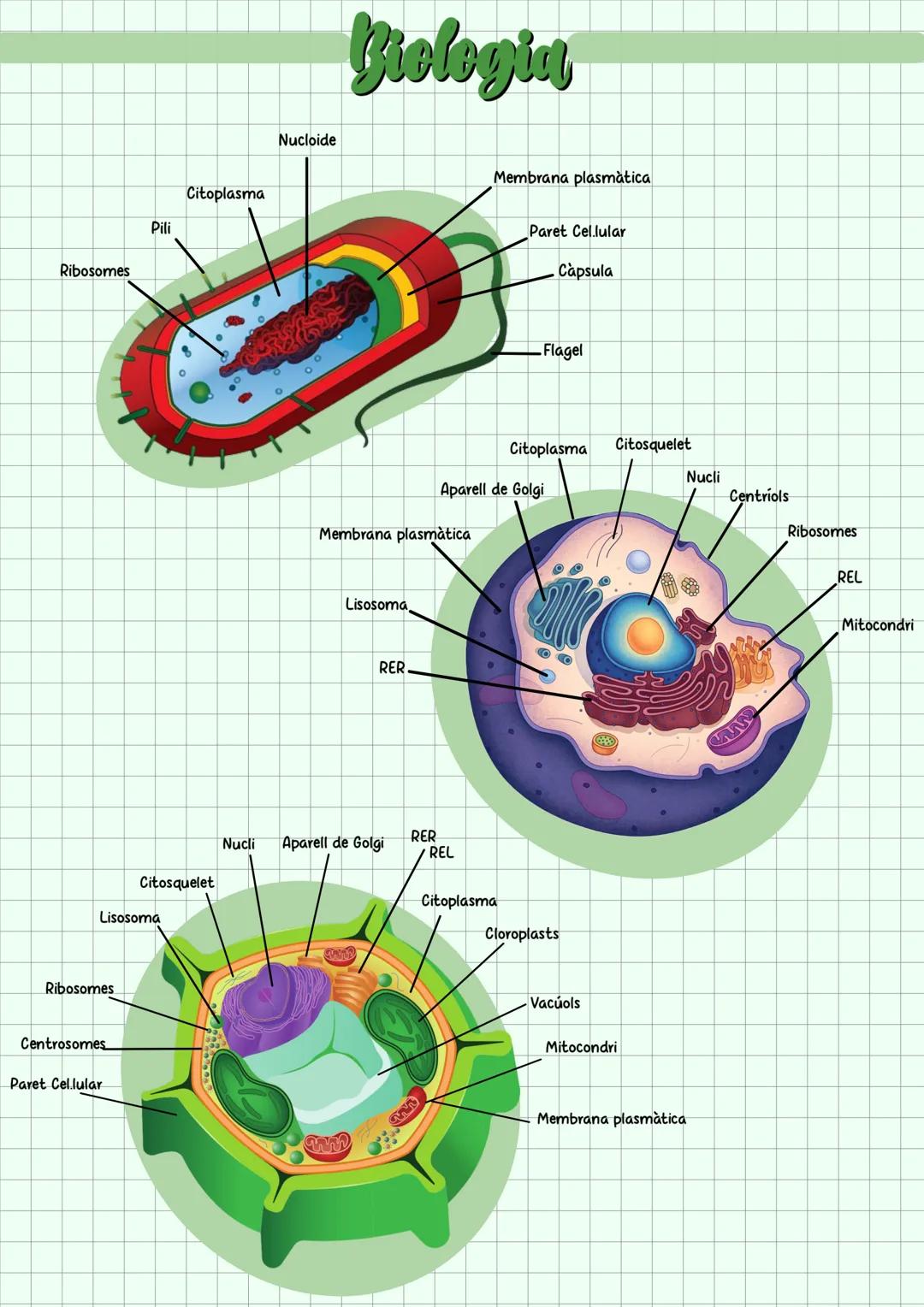 Nucloide
Citoplasma
Pili
Ribosomes
# Biologia
Membrana plasmatica
Paret Cellular
Capsula
Flagel
Citoplasma Citosquelet
Aparell de Golgi
Memb