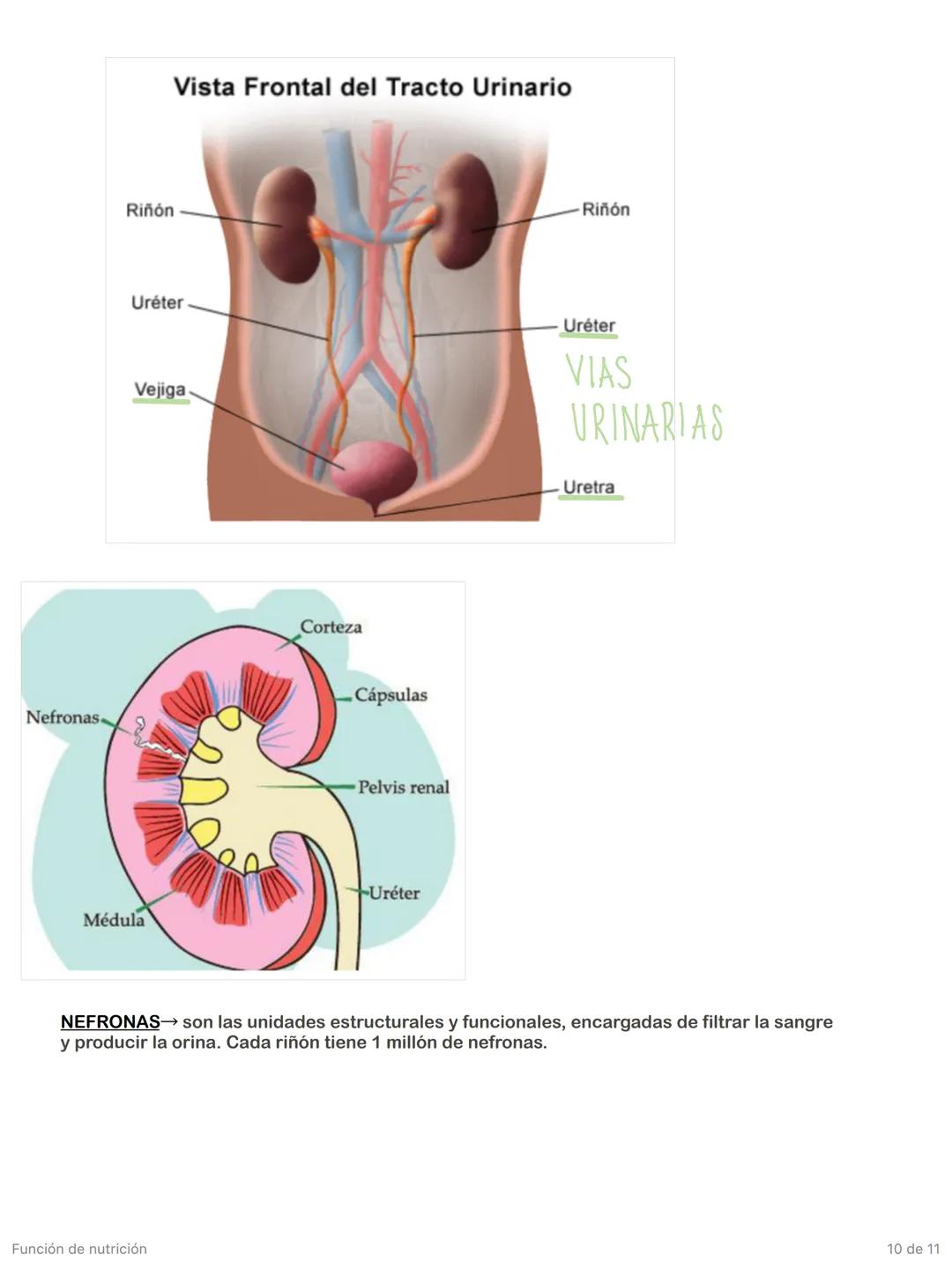 Función de nutrición
1 de 11 # Aparato digestivo
FORMADO POR:
* TUBO DIGESTIVO: empieza en la boca y termina en el ano.
* GLÁNDULAS A
