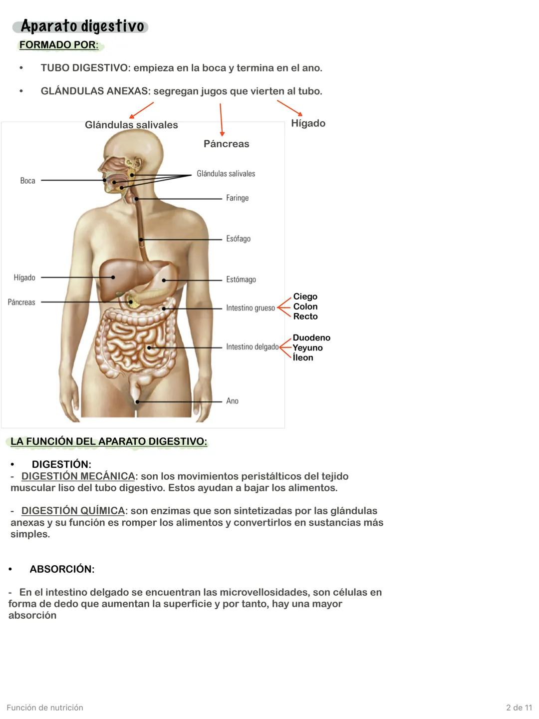 Función de nutrición
1 de 11 # Aparato digestivo
FORMADO POR:
* TUBO DIGESTIVO: empieza en la boca y termina en el ano.
* GLÁNDULAS A