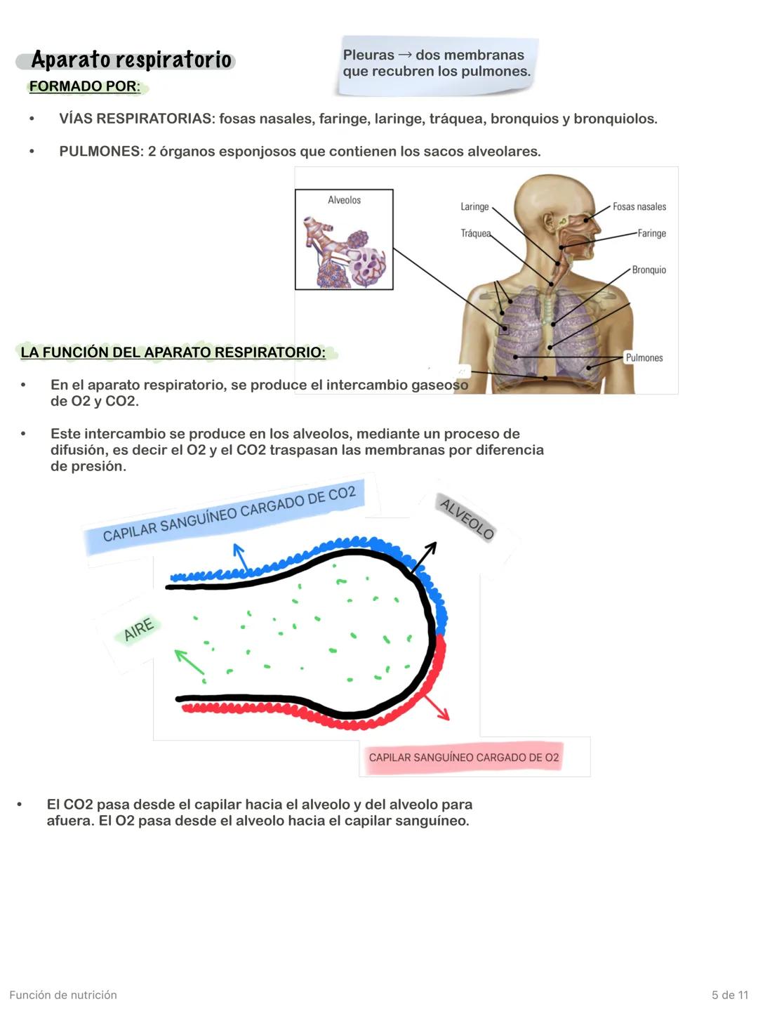 Función de nutrición
1 de 11 # Aparato digestivo
FORMADO POR:
* TUBO DIGESTIVO: empieza en la boca y termina en el ano.
* GLÁNDULAS A