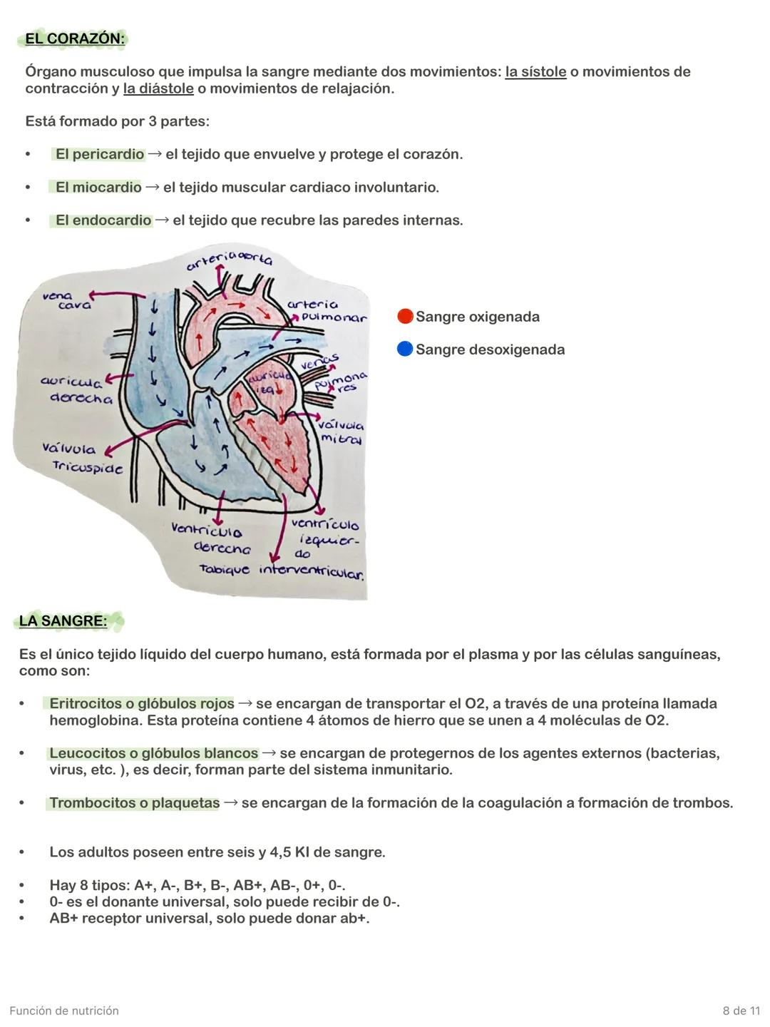 Función de nutrición
1 de 11 # Aparato digestivo
FORMADO POR:
* TUBO DIGESTIVO: empieza en la boca y termina en el ano.
* GLÁNDULAS A