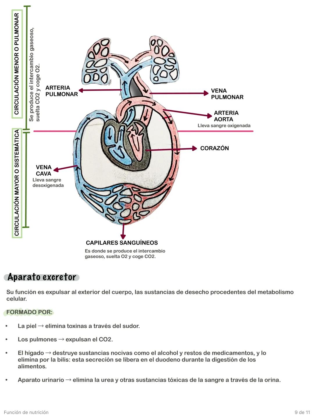 Función de nutrición
1 de 11 # Aparato digestivo
FORMADO POR:
* TUBO DIGESTIVO: empieza en la boca y termina en el ano.
* GLÁNDULAS A