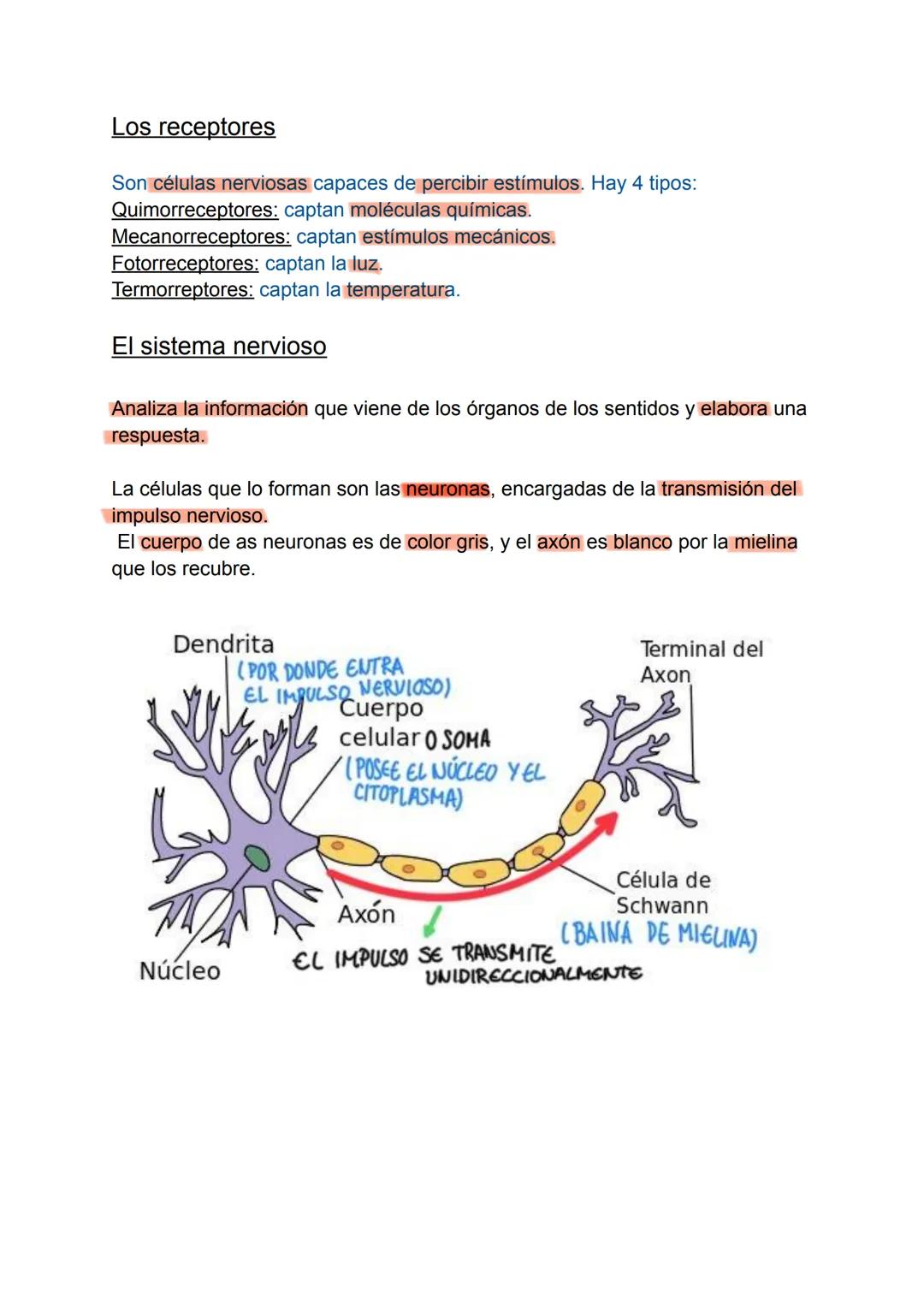 La función de relación
Permite captar los estímulos, elaborar una respuesta y llevar a cabo una
acción.
Fases de la función de relación
-
-