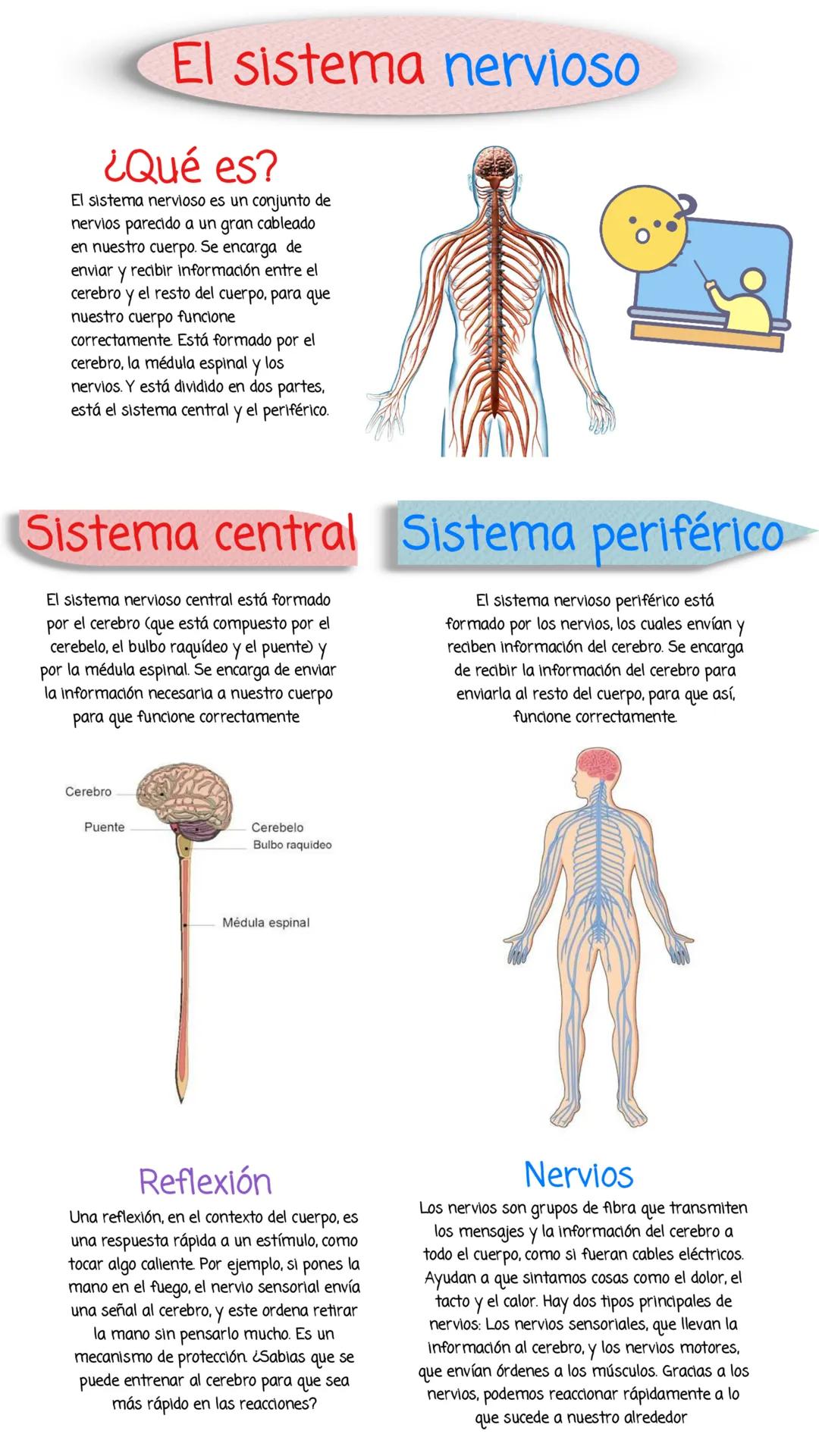 # El sistema nervioso
¿Qué es?
El sistema nervioso es un conjunto de
nervios parecido a un gran cableado
en nuestro cuerpo. Se encarga de
e