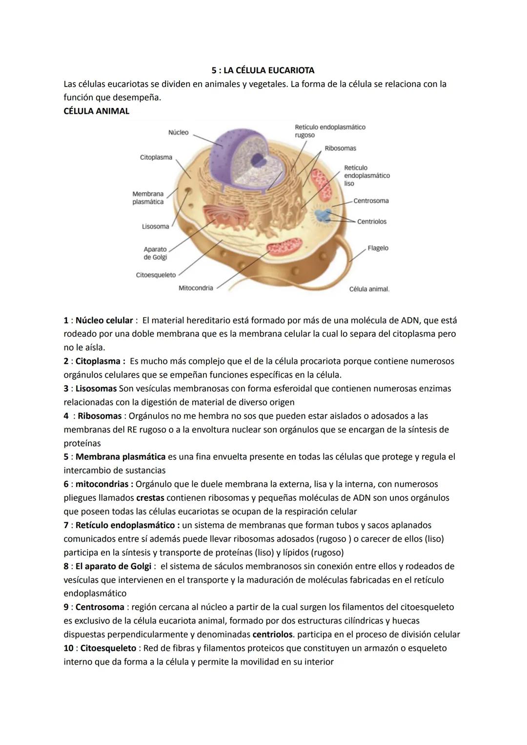 BIOLOGÍA PRIMER TRIMESTRE
# UNIDAD 1: LAS CÉLULAS Y LA
# ORGANIZACIÓN DE LOS SERES VIVOS
## ÍNDICE :
1. La composición de los seres vivos