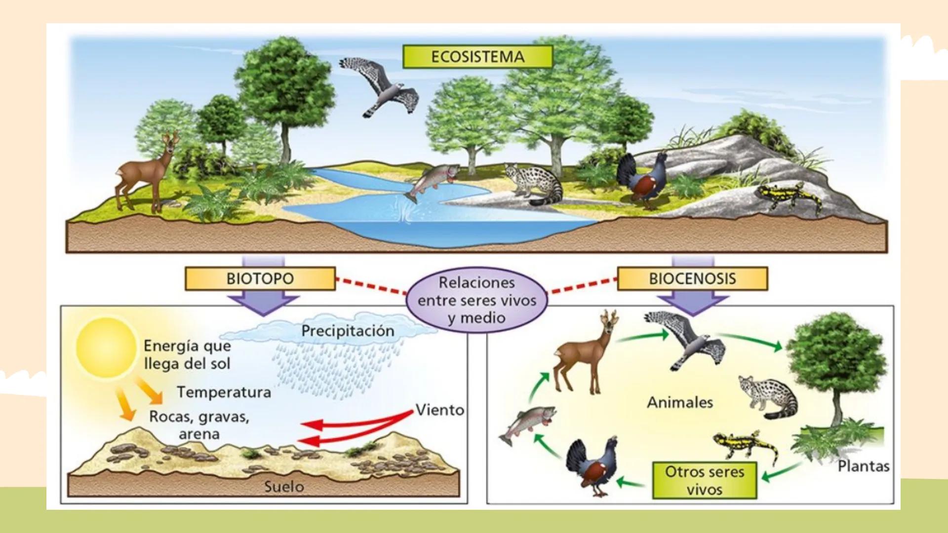# Los ecosistemas.
## Tema 1.
1º ESO ÍNDICE:
01
Los componentes de
un ecosistema.
02
Las relaciones entre
seres vivos.
03
Las adaptac