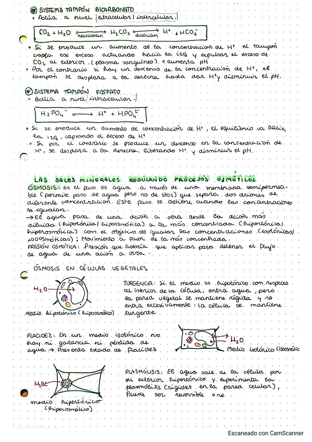 temal:
1
bioelementos
biomocéallas inorgánicas.
seres
organización de cas
reproducción)
PUNTO 11 características. y niveles de.
CARACTERISTI