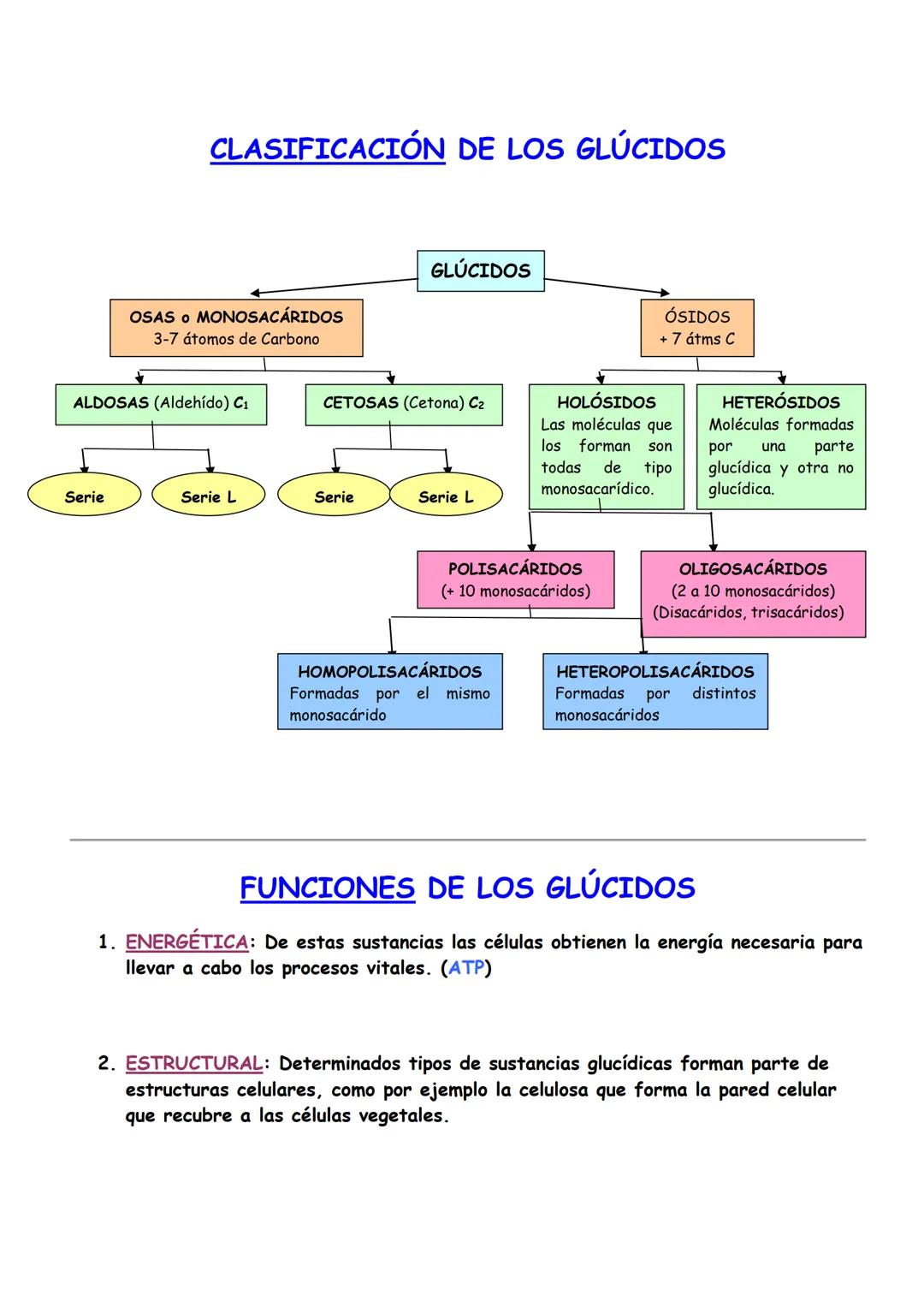 Glúcidos
□ Concepto de glúcidos: Clasificación y Funciones
☐ Osas
• Ciclación de monosacáridos
□ Ósidos
1. Holósidos
1.1 Oligosacáridos (Dis